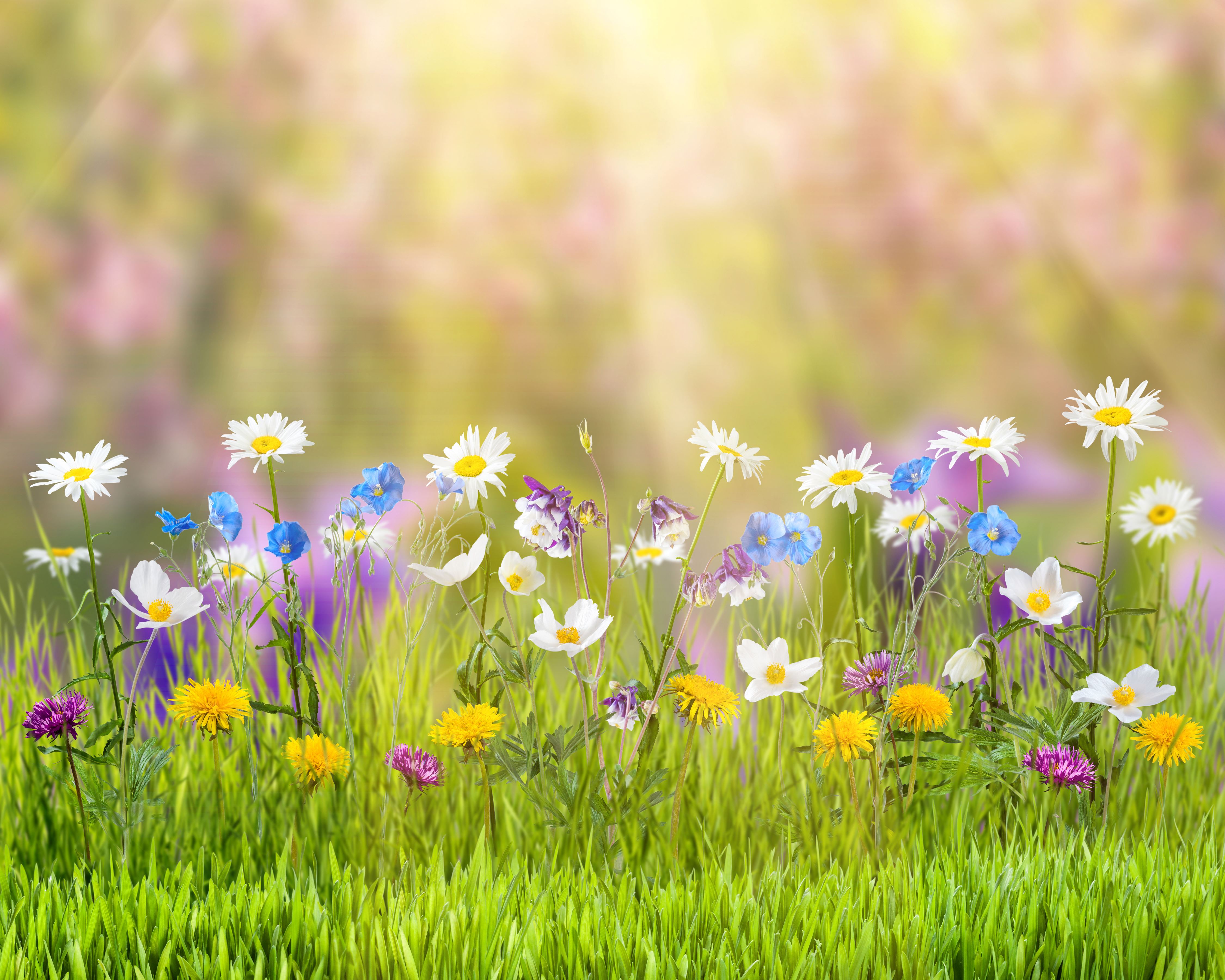 Spring, HD Flowers, 4k Wallpapers, Images, Backgrounds, Photos and Pictures