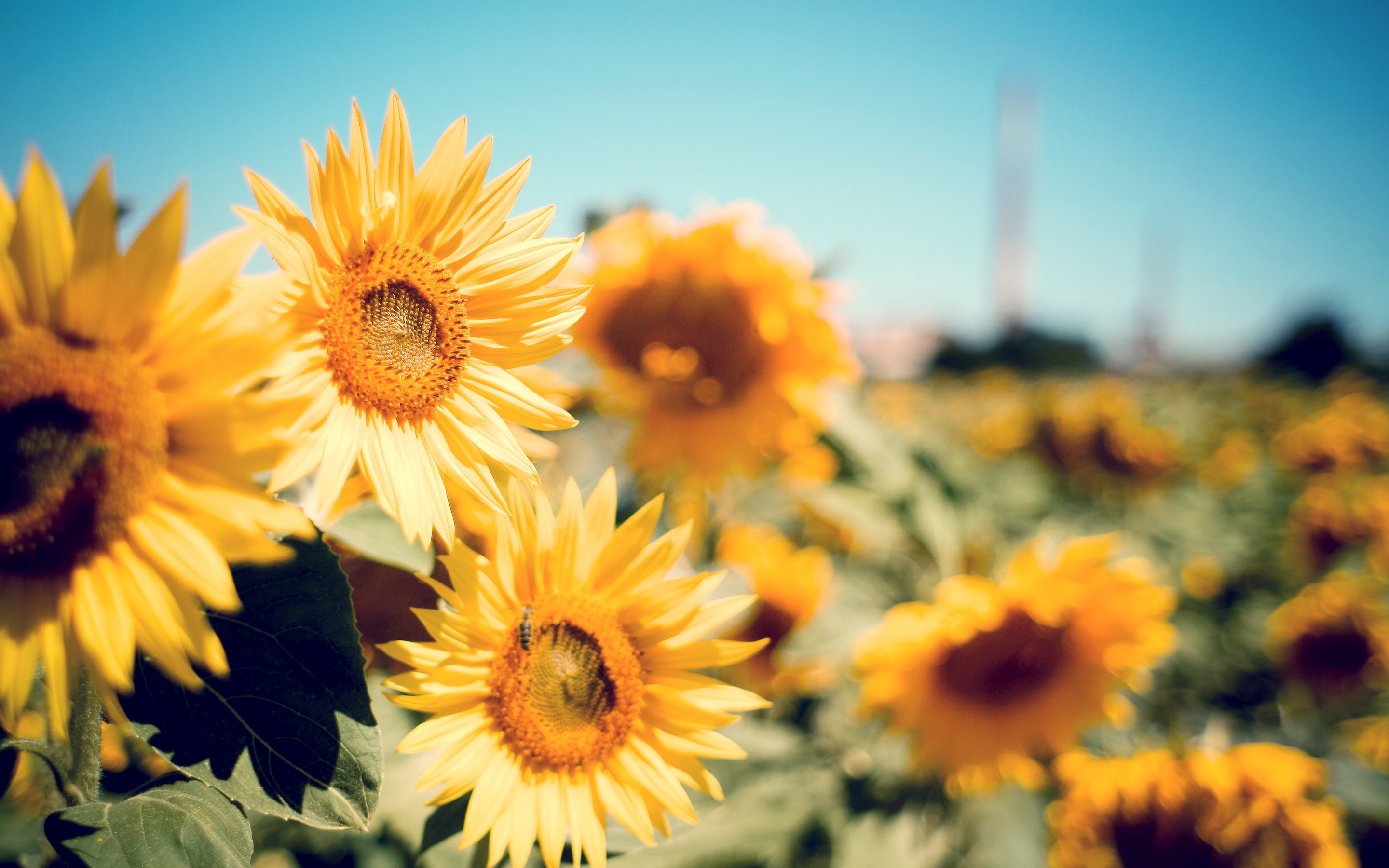 Sunflower Garden, HD Flowers, 4k Wallpapers, Images, Backgrounds