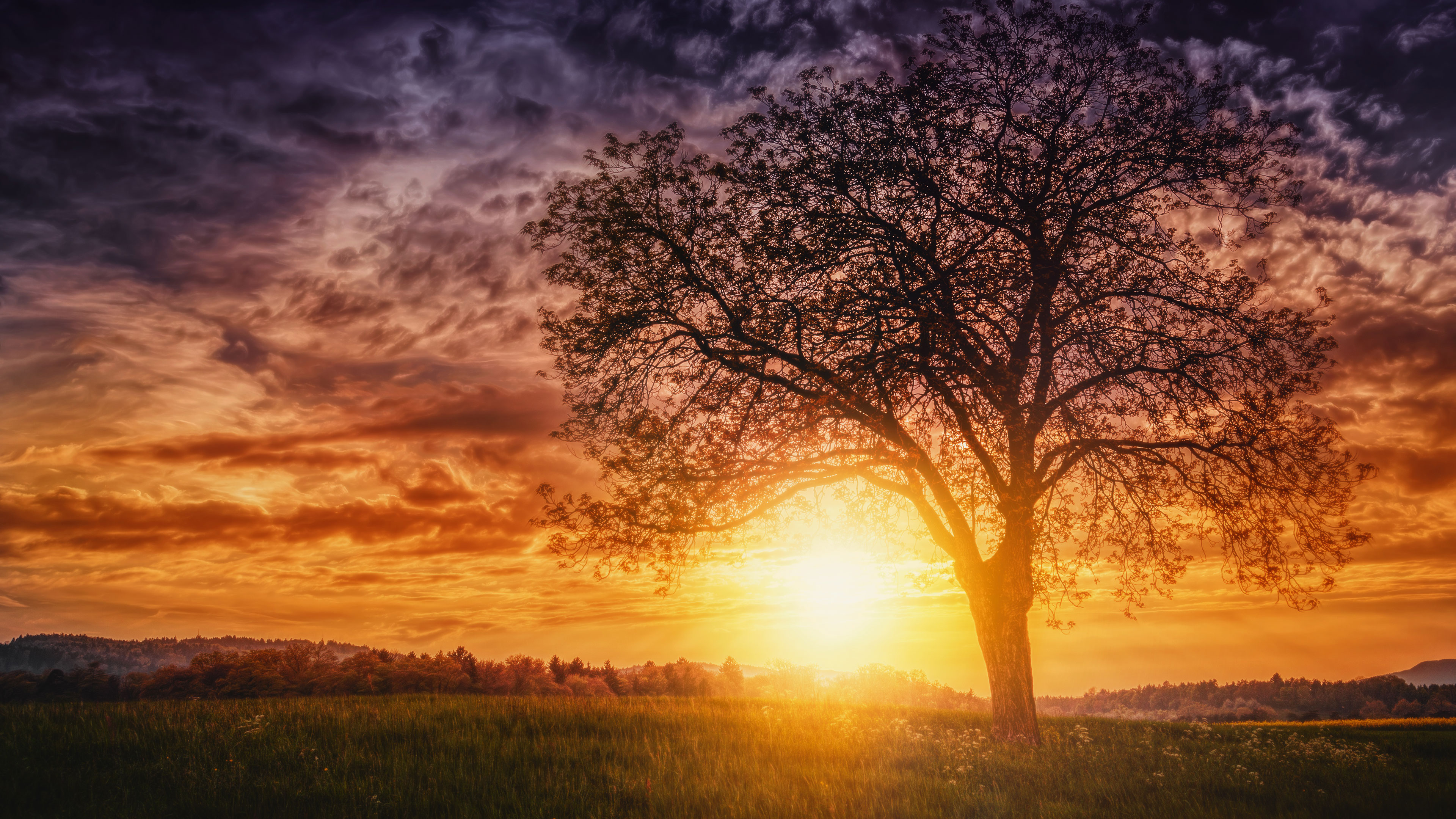 Sunset Nature Trees, HD Nature, 4k Wallpapers, Images, Backgrounds