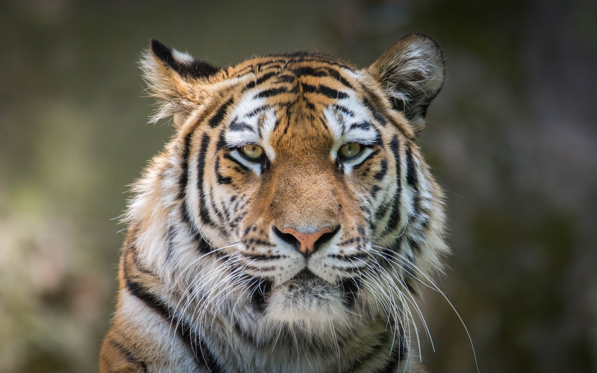 Tiger 4k Hd, HD Animals, 4k Wallpapers, Images, Backgrounds, Photos and