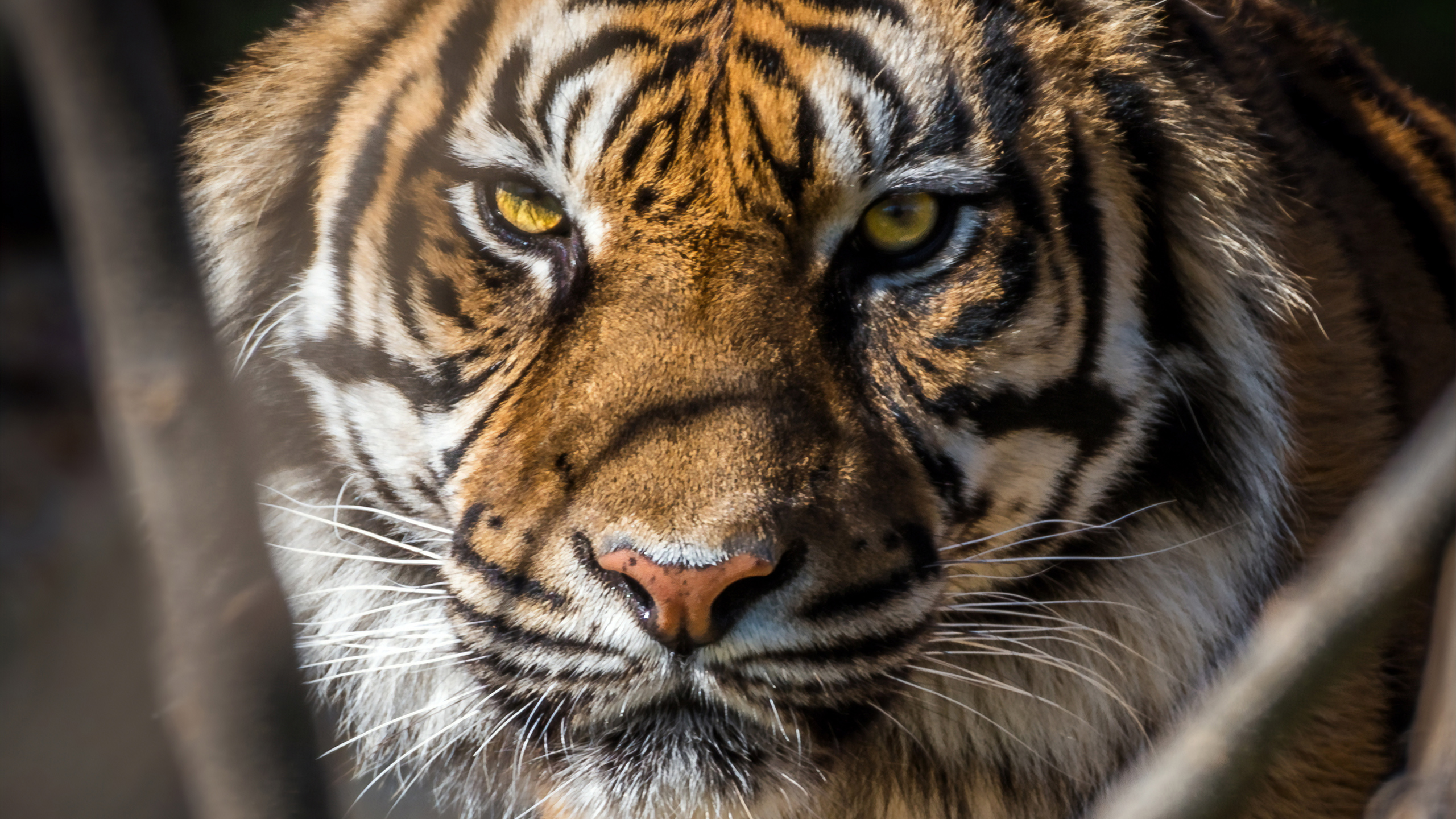 Tiger Face Closup, HD Animals, 4k Wallpapers, Images, Backgrounds