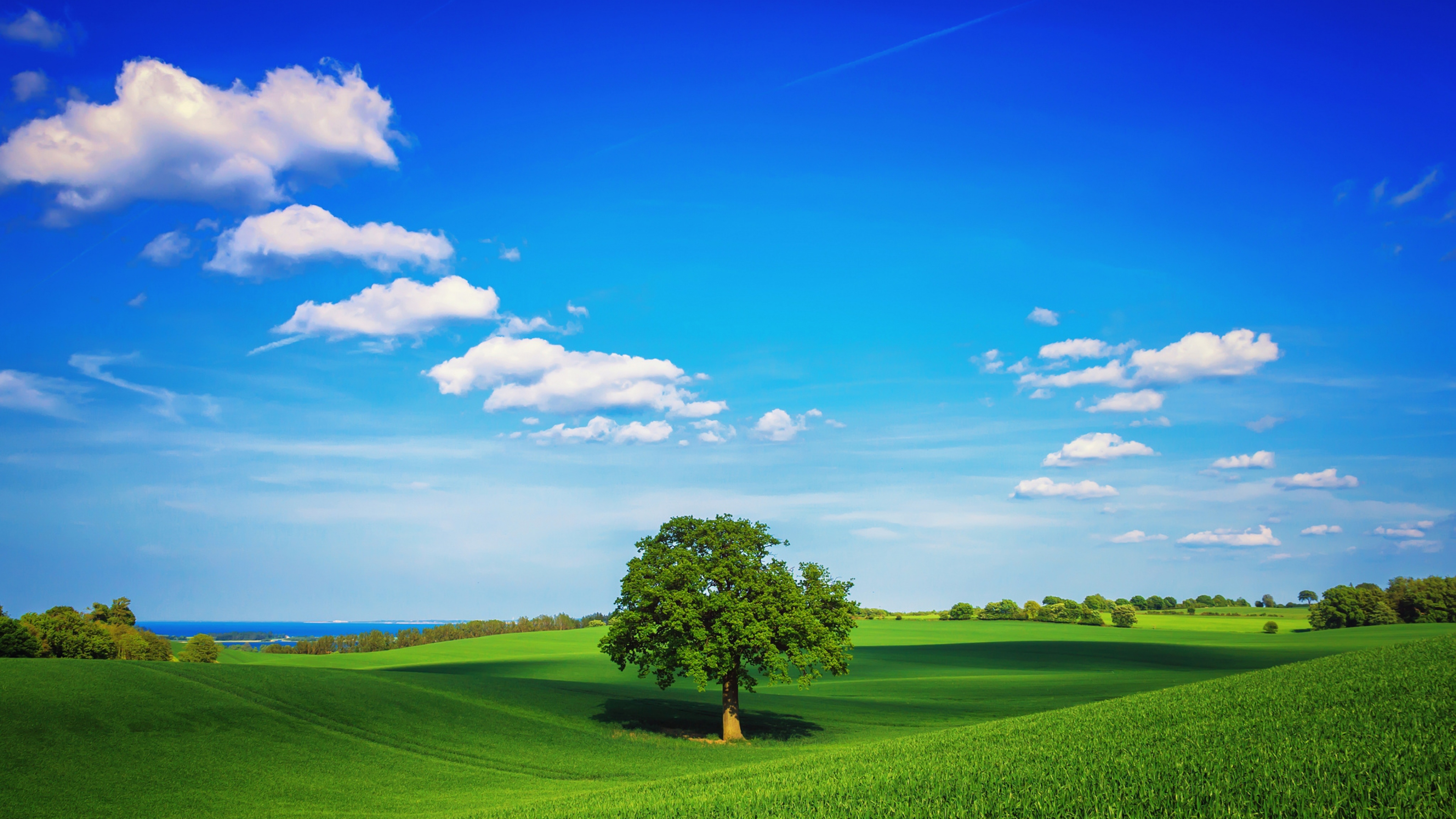 Tree Field Plain HD, HD Nature, 4k Wallpapers, Images, Backgrounds