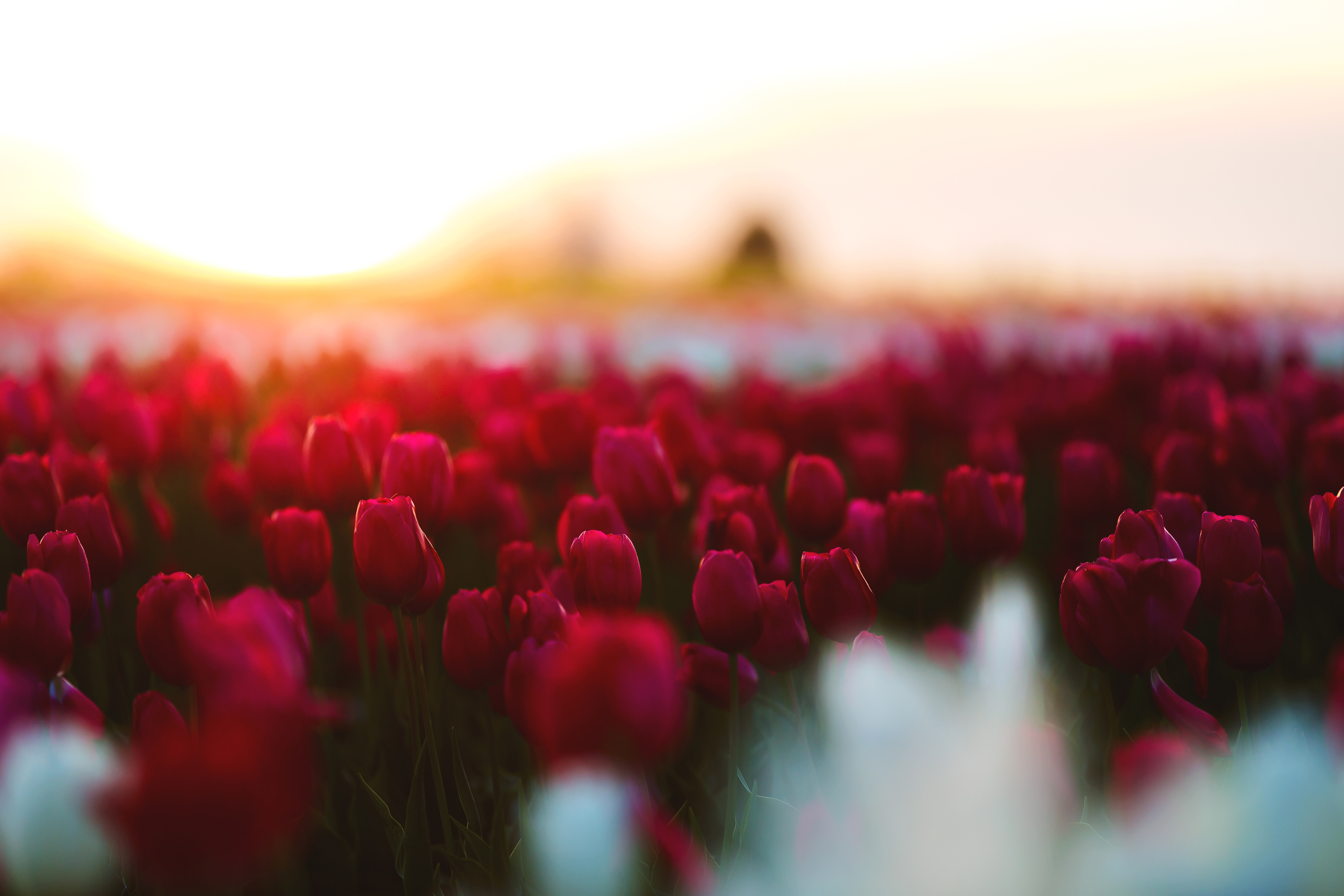Tulips Flowers Field, HD Flowers, 4k Wallpapers, Images, Backgrounds