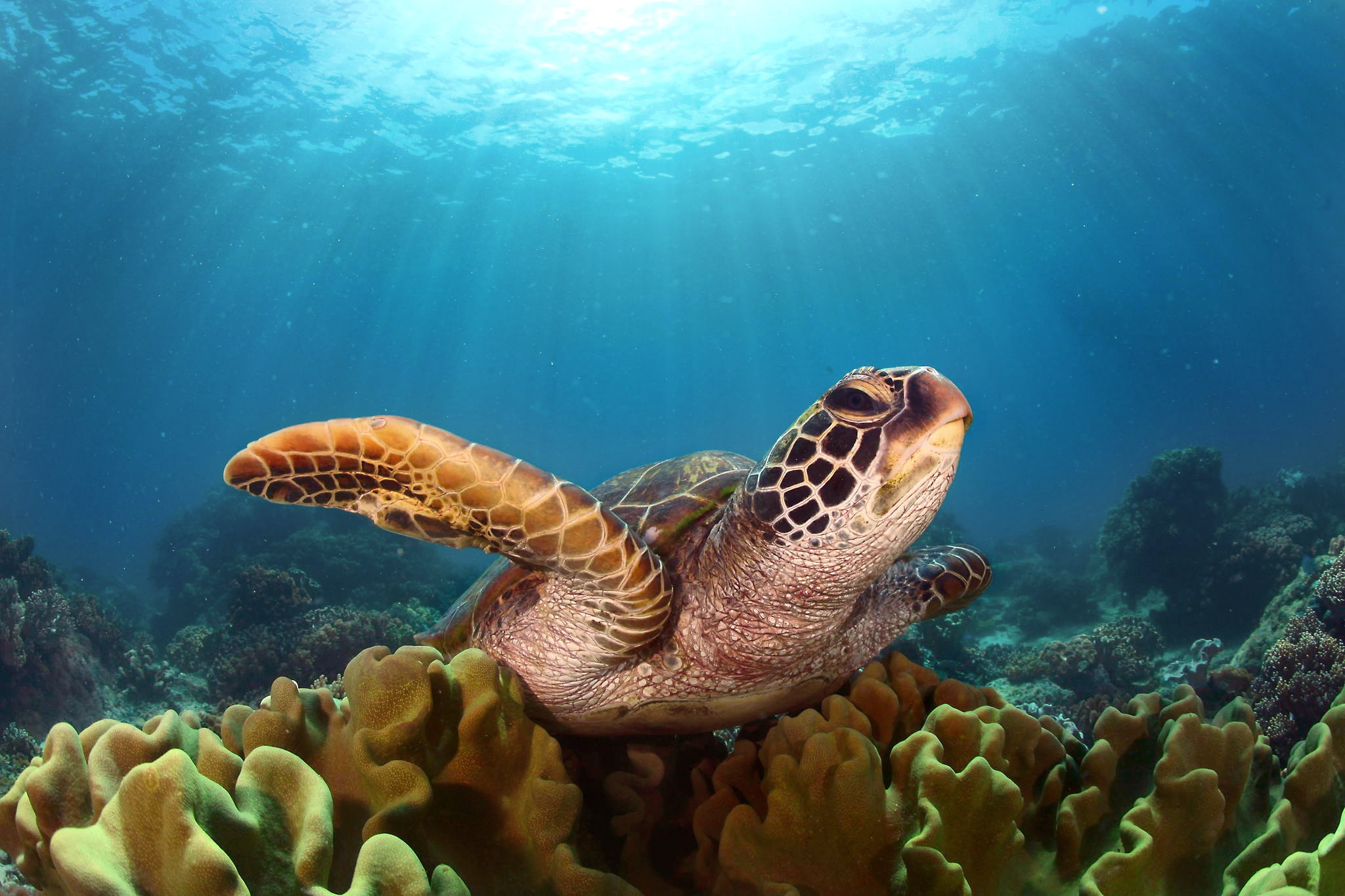 Turtle Hd, HD Animals, 4k Wallpapers, Images, Backgrounds, Photos and