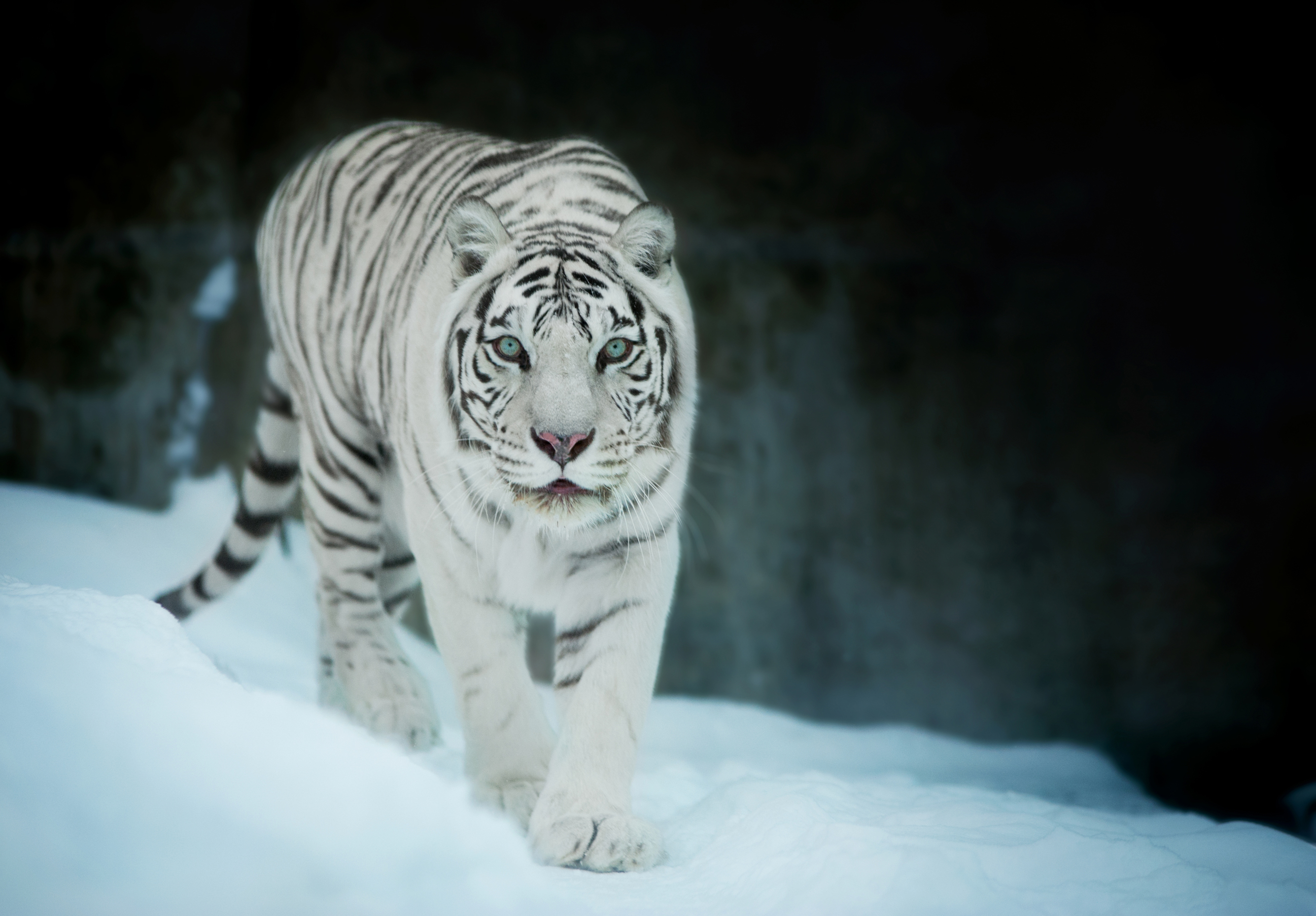 snow tiger jelly cat