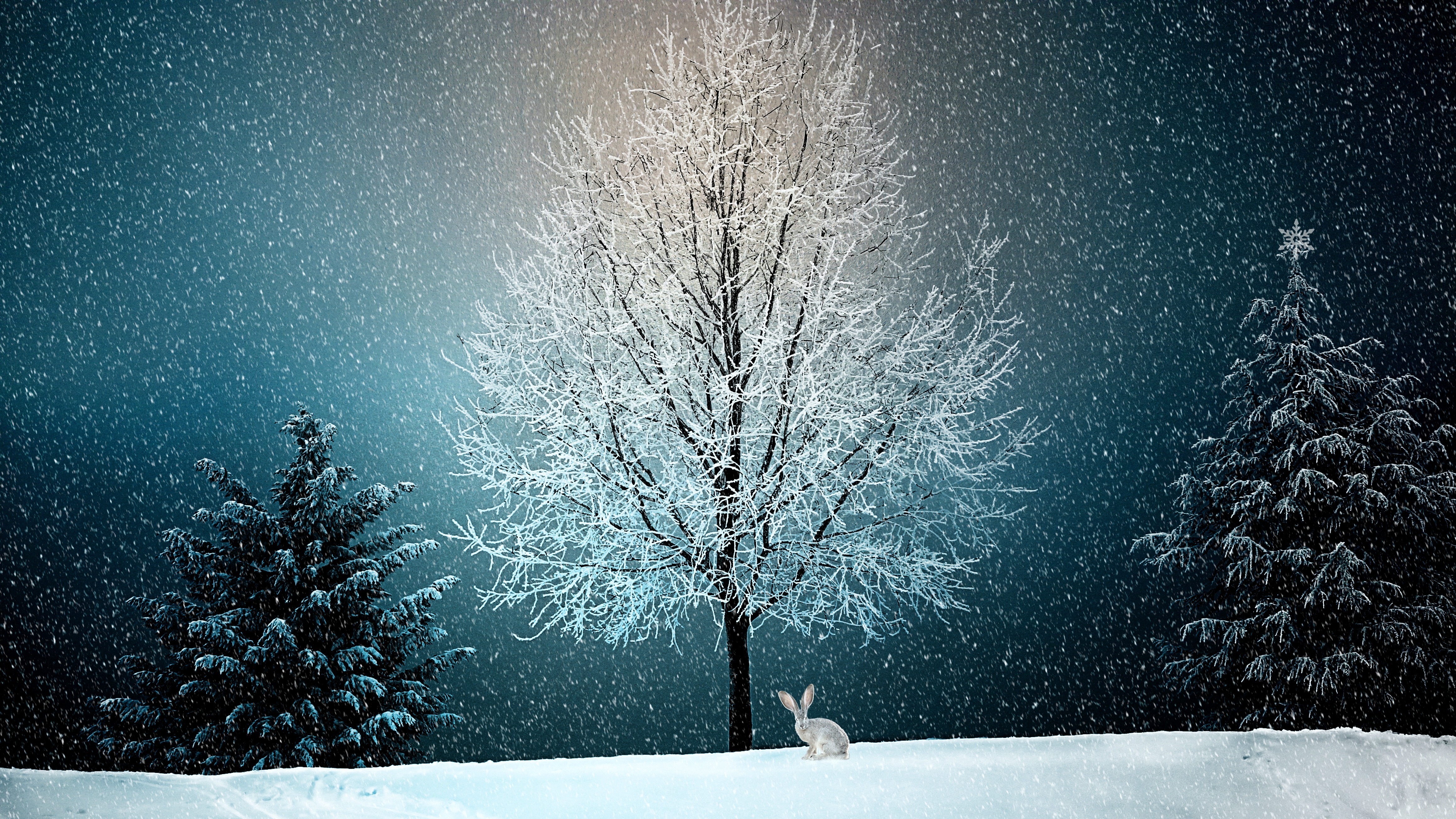 Winter Snow Tree 5k, HD Nature, 4k Wallpapers, Images, Backgrounds