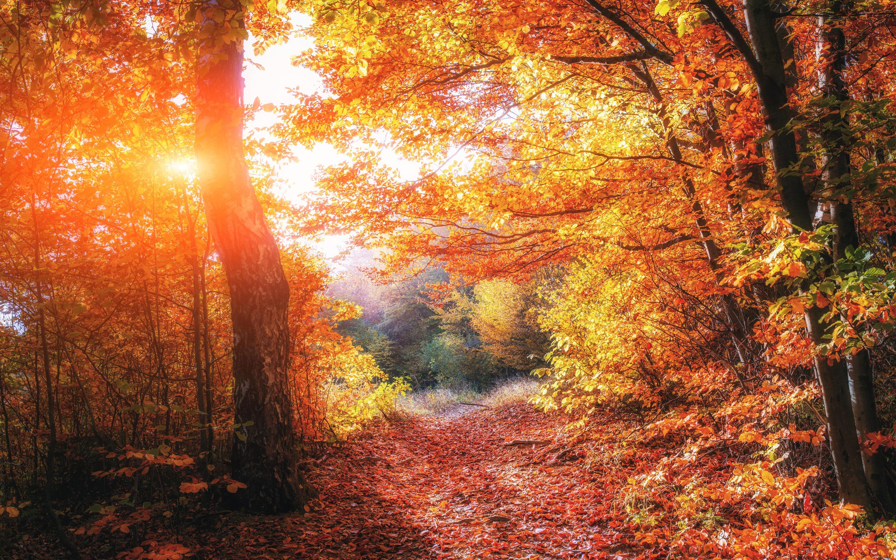 2880x1800 Autumn Forests Leaves Fall 5k Macbook Pro Retina HD 4k ...