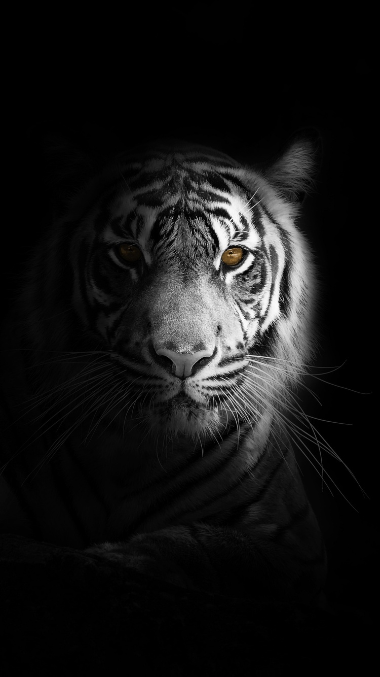 750x1334 Big Cat Tiger 4k iPhone 6, iPhone 6S, iPhone 7 HD ...