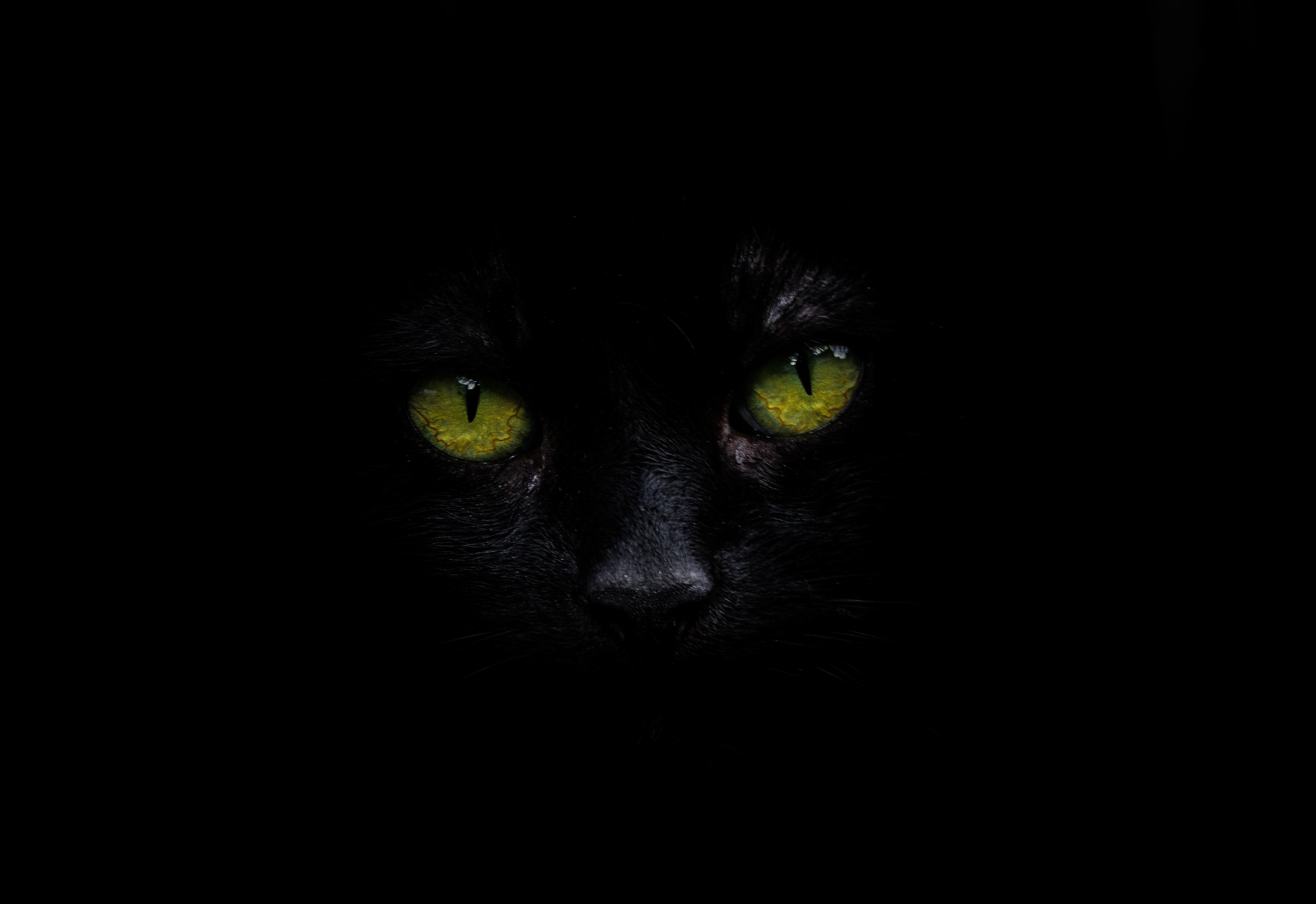 Cat Oled 5k, HD Animals, 4k Wallpapers, Images ...