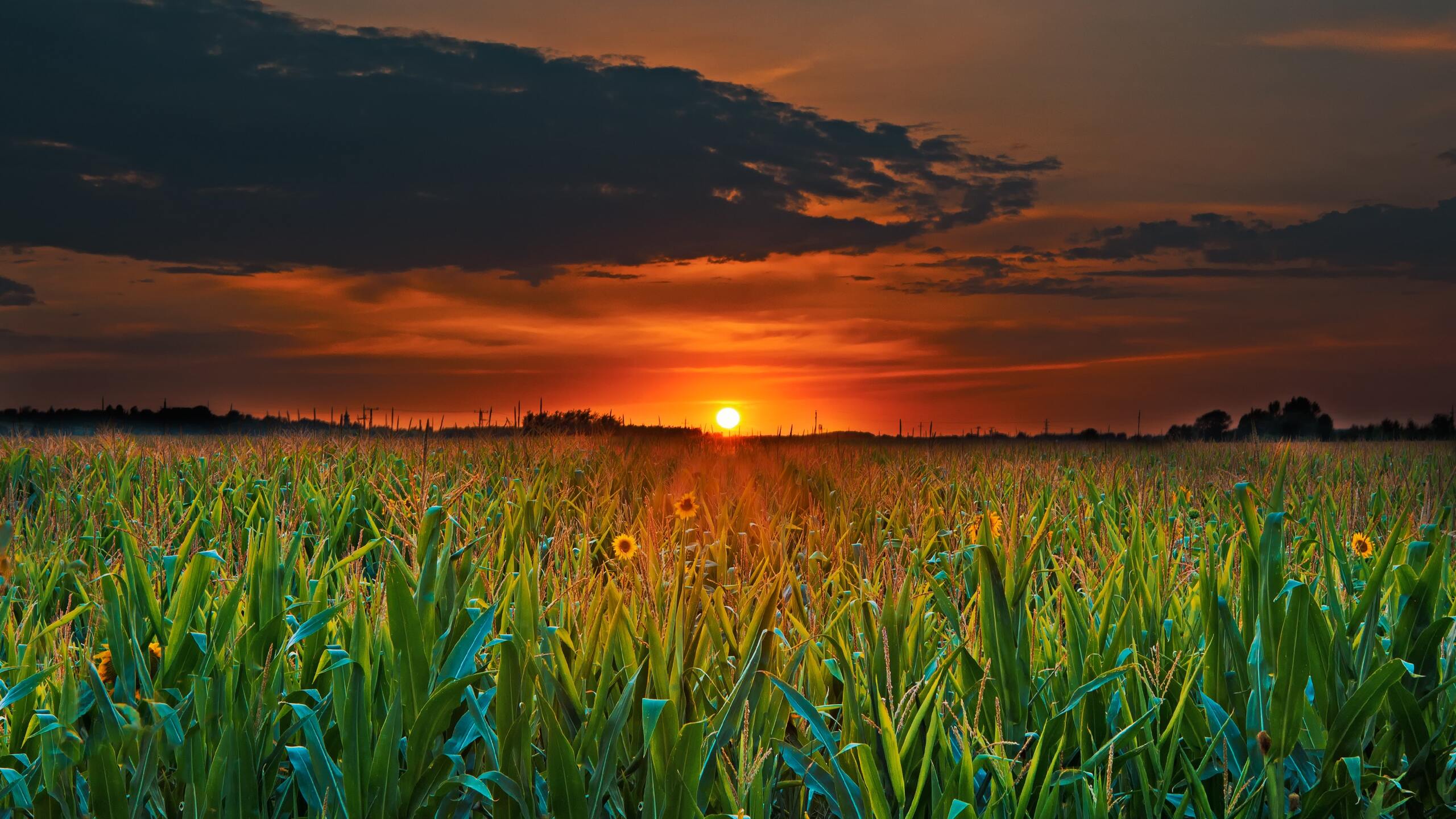 2560x1440 Crop Field Sunset 1440P Resolution HD 4k Wallpapers, Images ...