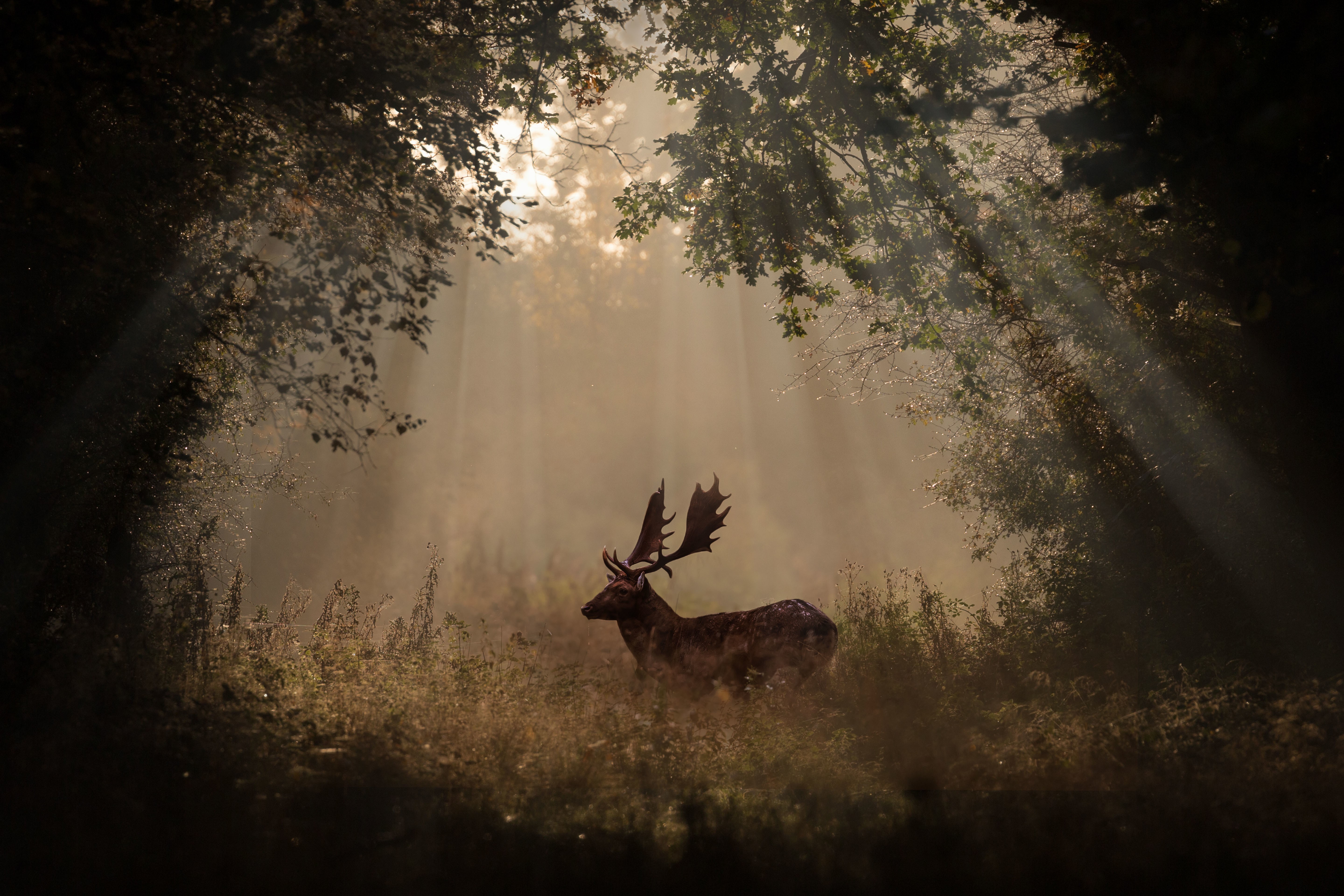 Deer Mammal Forest Sunbeams 4k 5k, HD Animals, 4k Wallpapers, Images