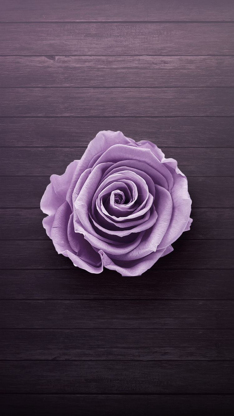 750x1334 Purple Rose iPhone 6, iPhone 6S, iPhone 7 HD 4k Wallpapers