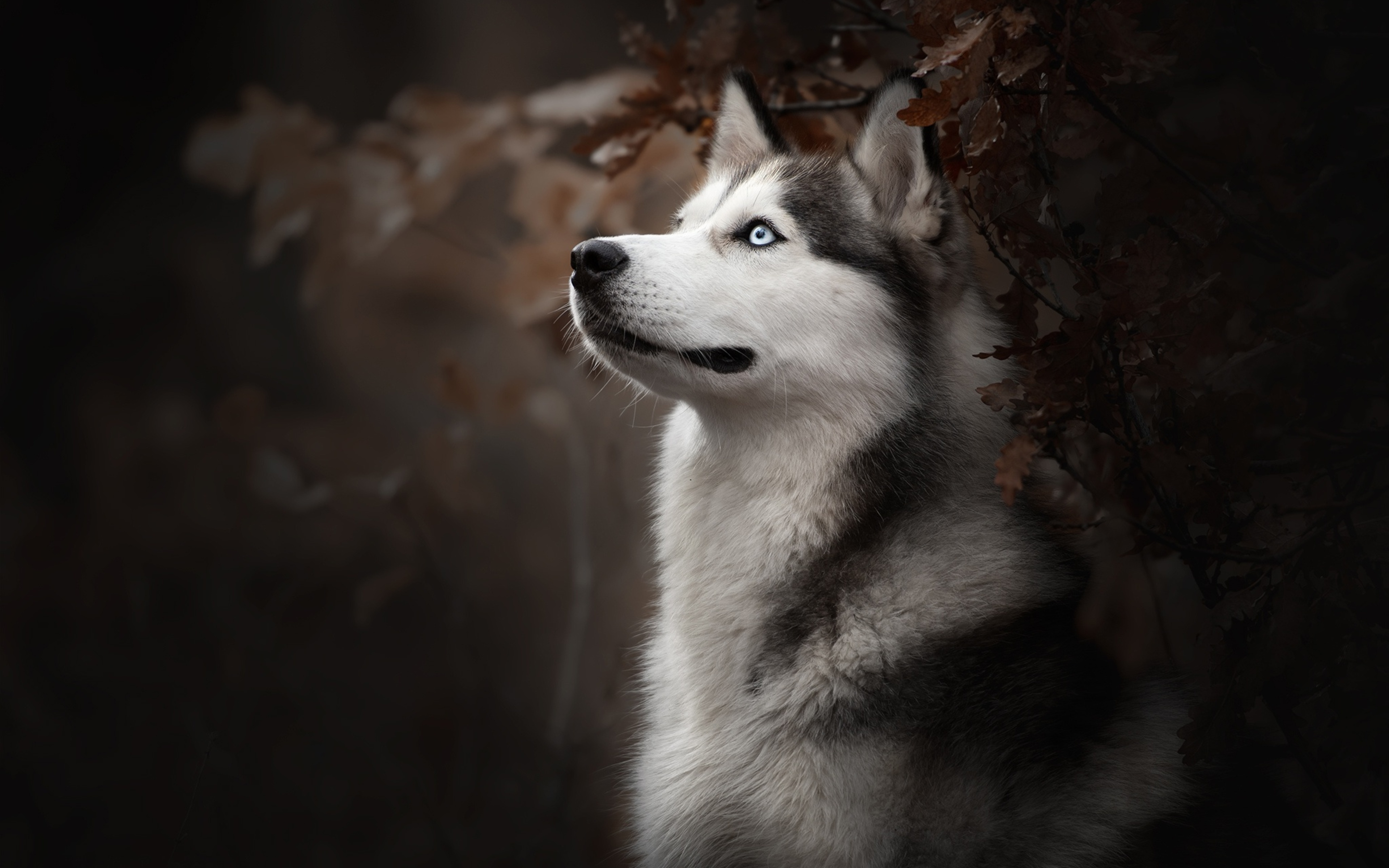 3840x2400 Siberian Husky Dog Breed 4k HD 4k Wallpapers, Images