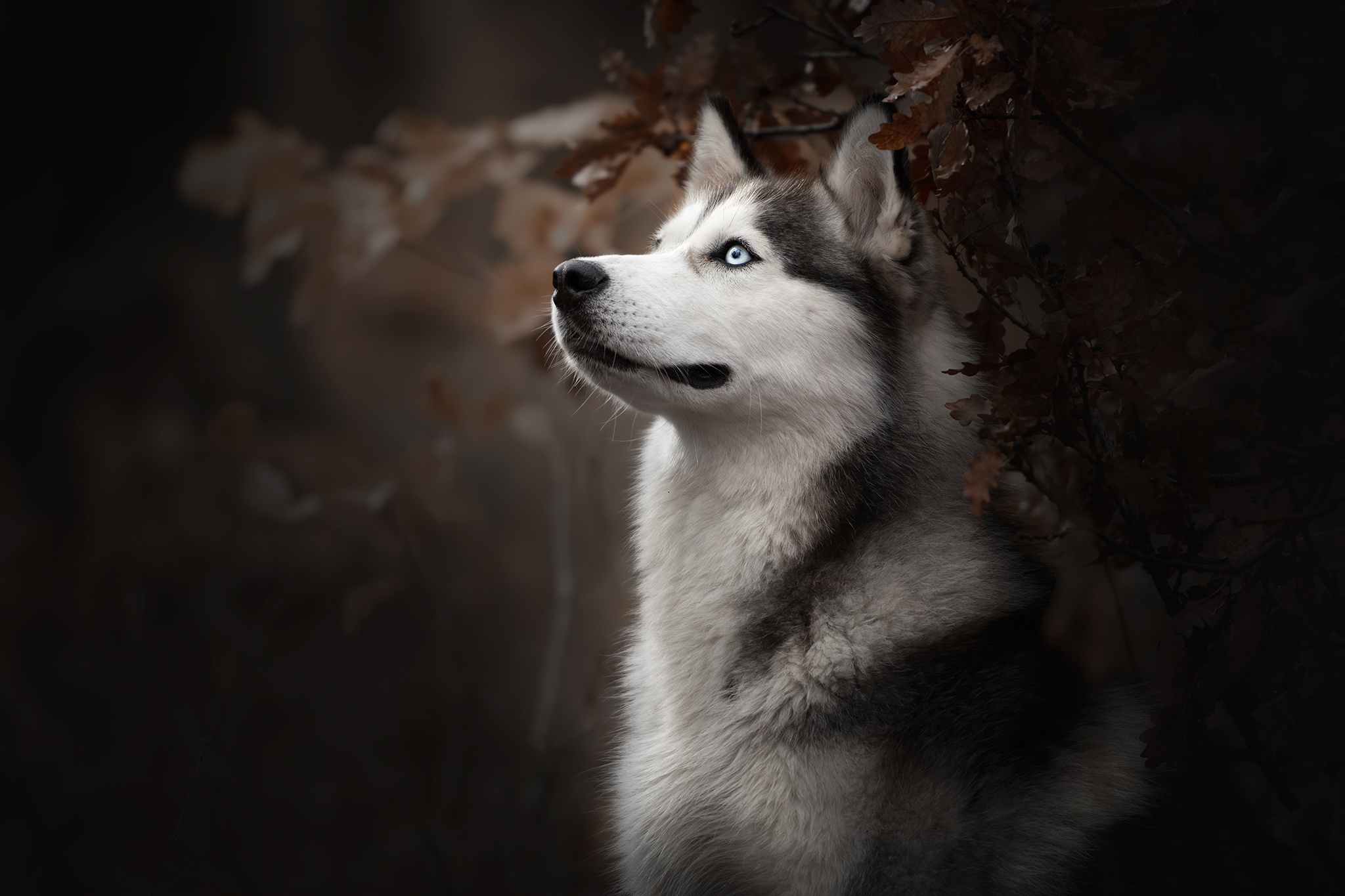 Siberian Husky Dog  Breed HD Animals 4k  Wallpapers  