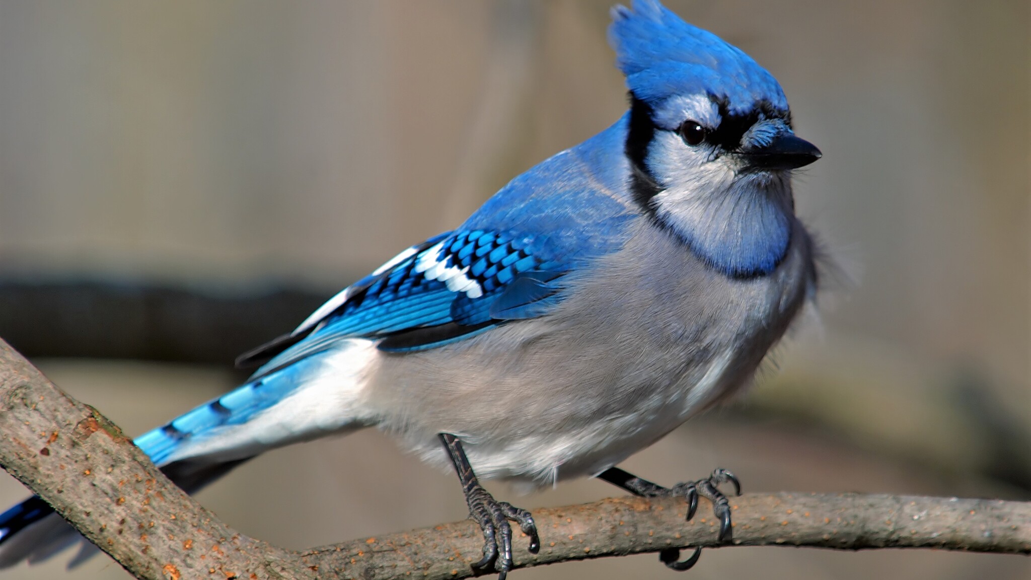 2048x1152 4k Blue Jay 2048x1152 Resolution HD 4k Wallpapers, Images