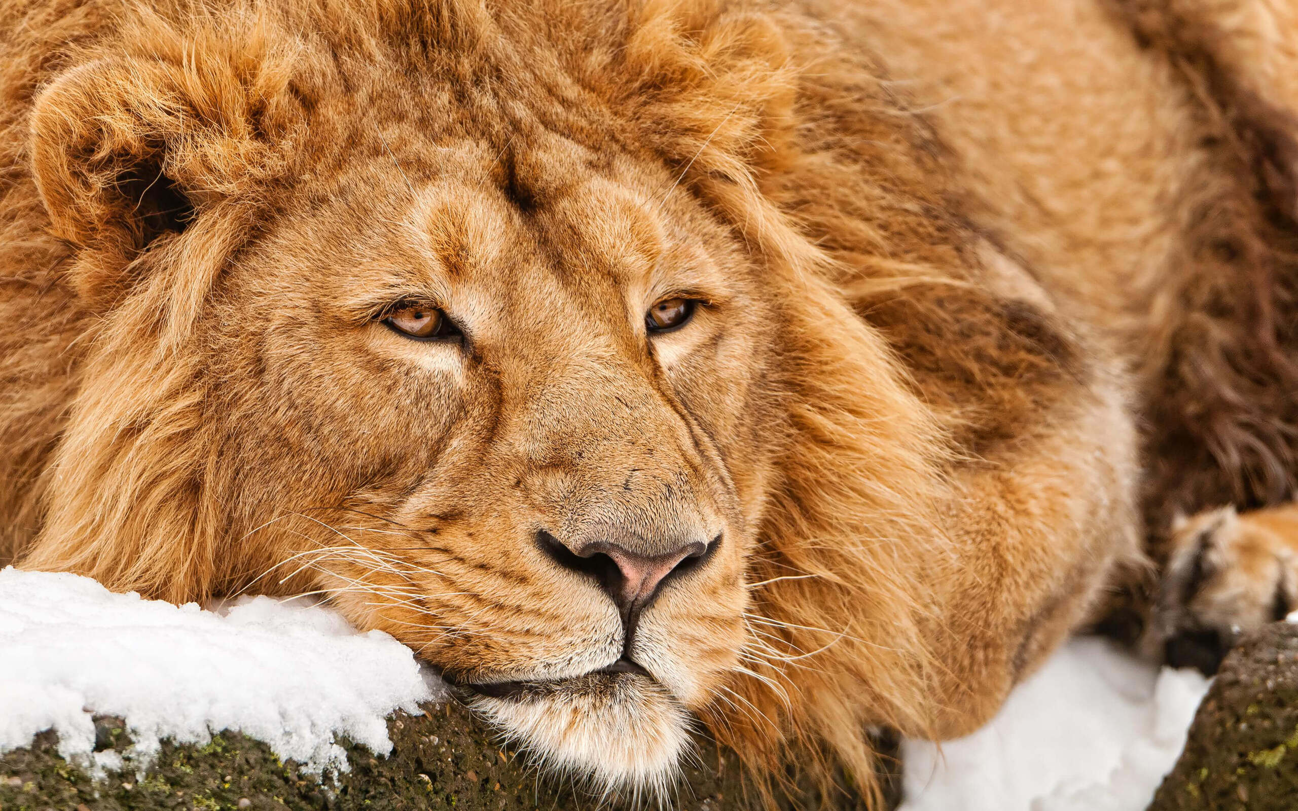 природа животные лев морда nature animals lion muzzle бесплатно