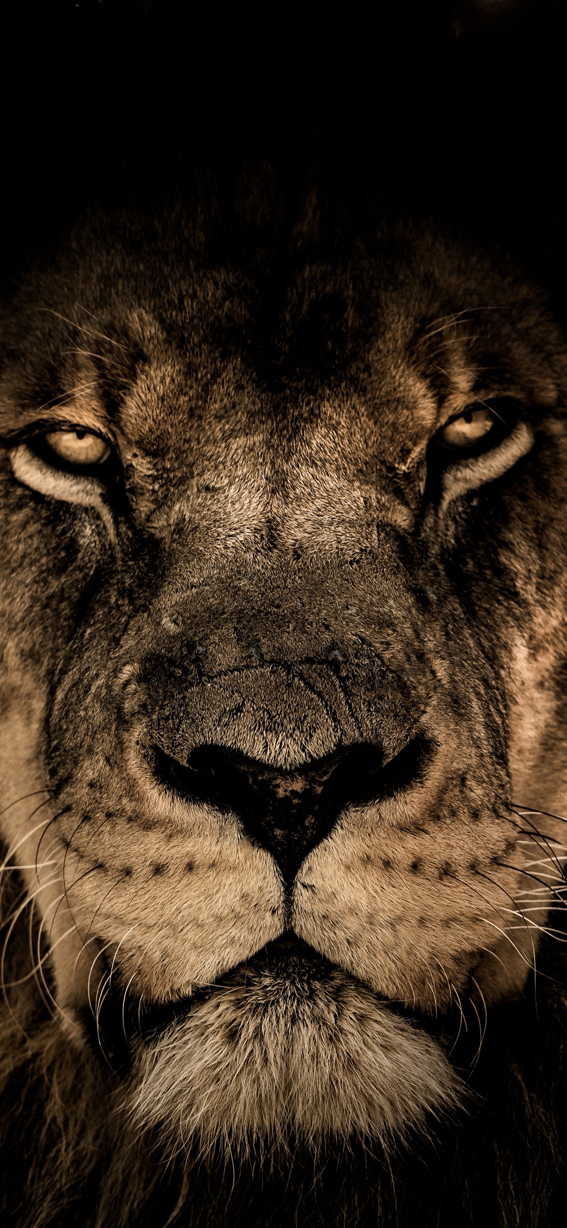 1125x2436 African Lion Face Closeup 5k Iphone XS,Iphone 10 ...