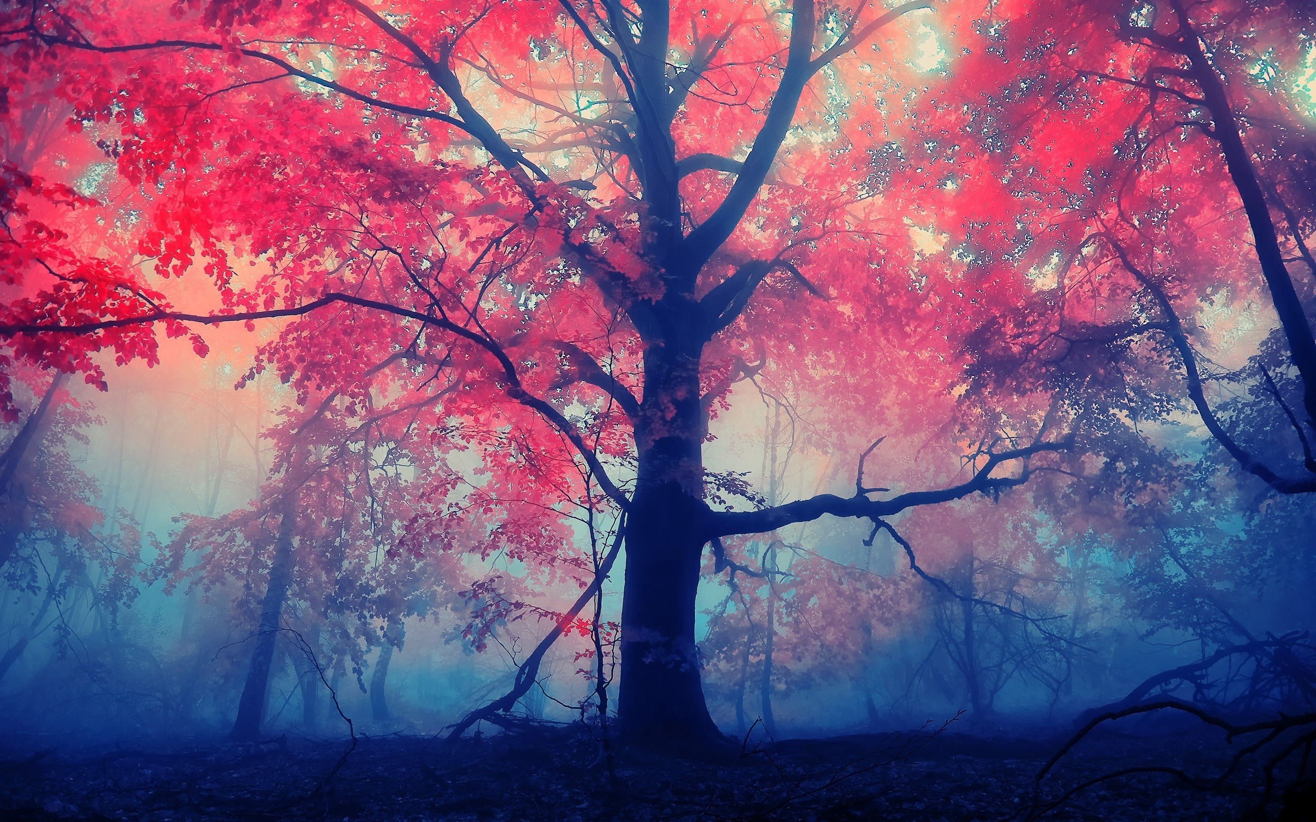 Лес осень клены красный бесплатно