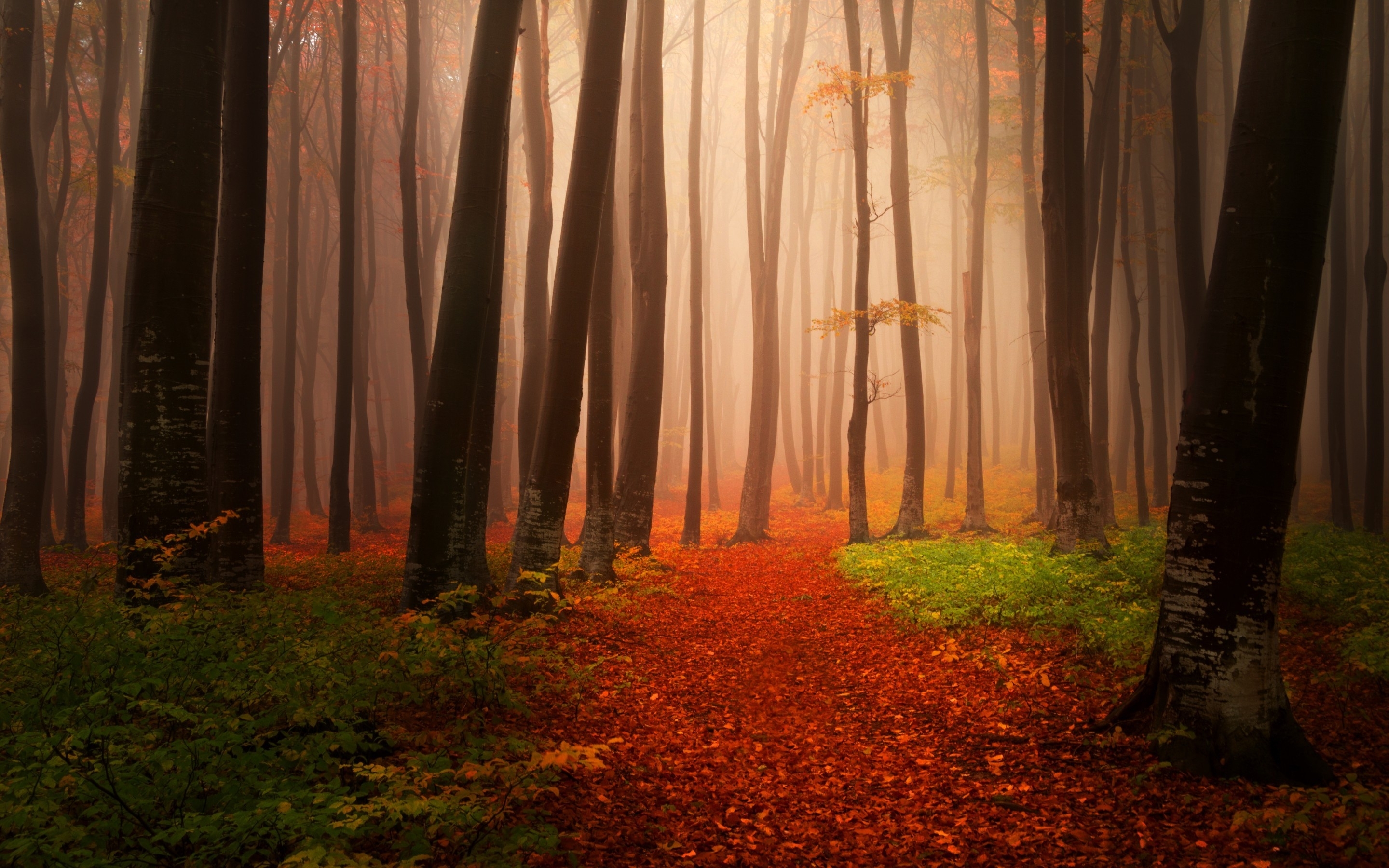Осенняя дорожка в лесу без смс