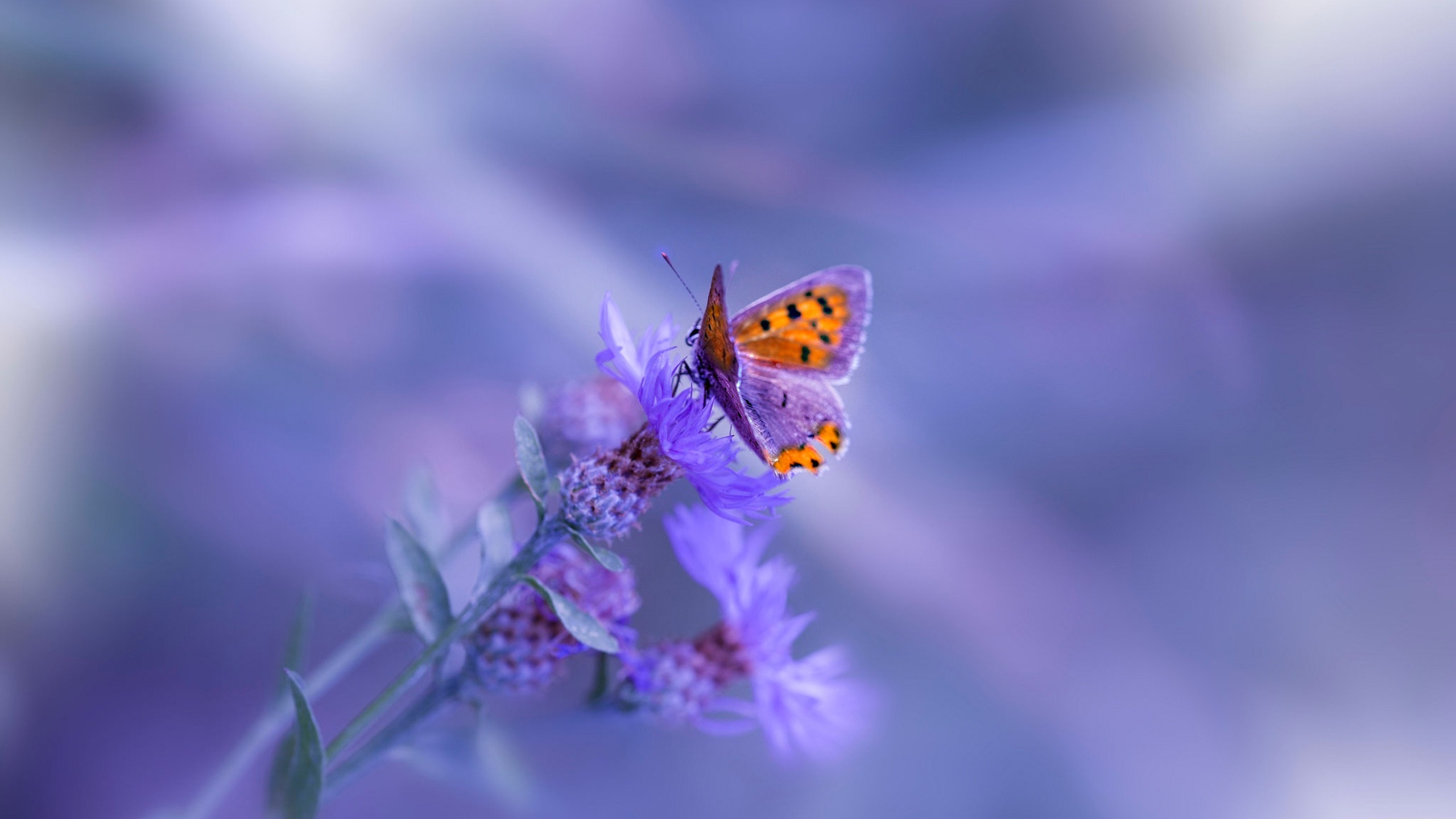 2560x1440 Butterfly Purple Flower 1440P Resolution HD 4k ...