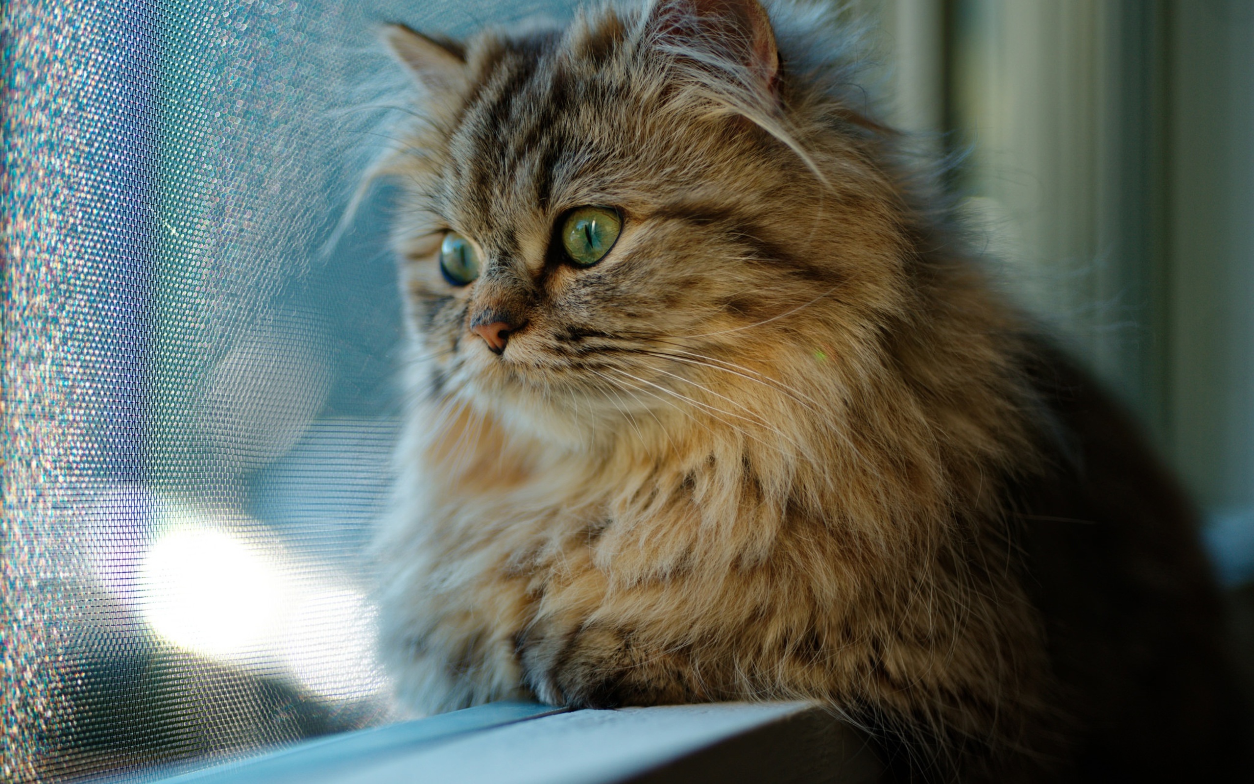 Кот на окне без смс