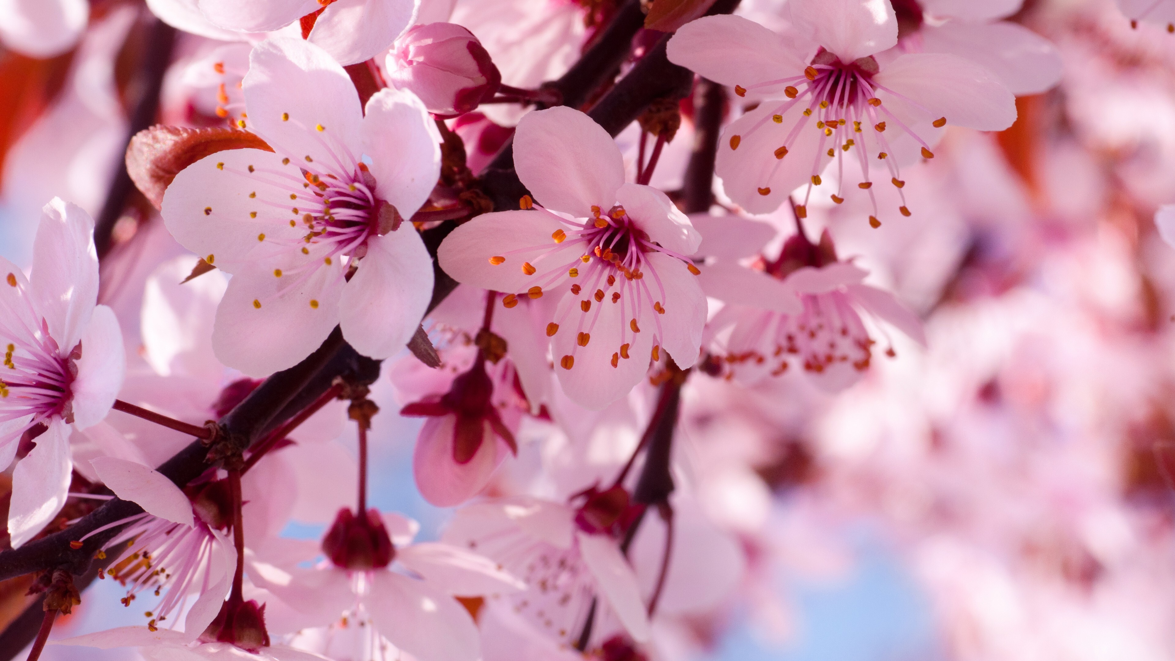сакура, весна, цветы скачать