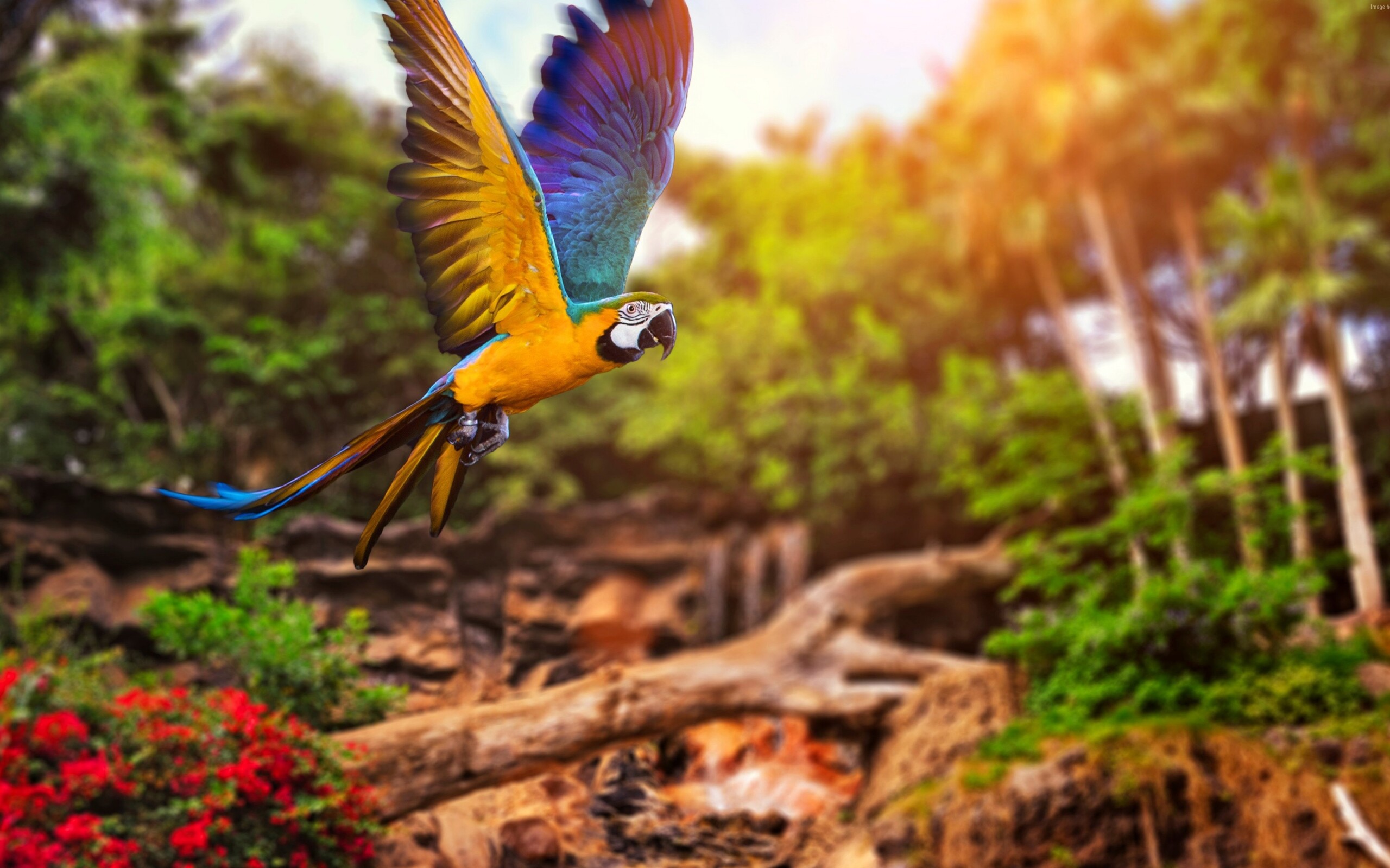 природа животные птицы попугаи бесплатно