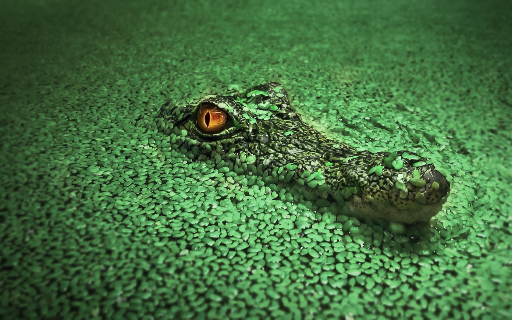 глаз крокодил бесплатно