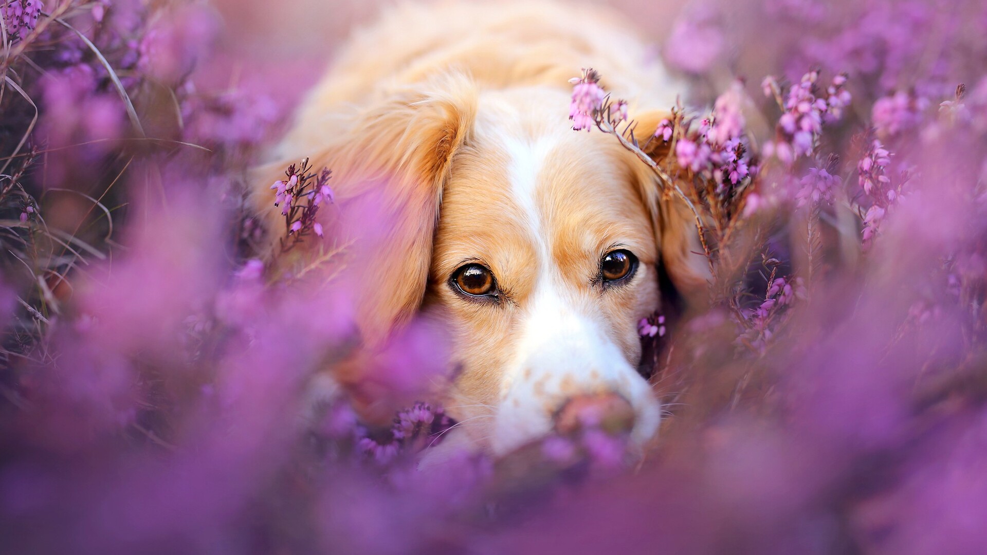 1920x1080 Cute Dog In Flowers Laptop Full HD 1080P HD 4k Wallpapers ...