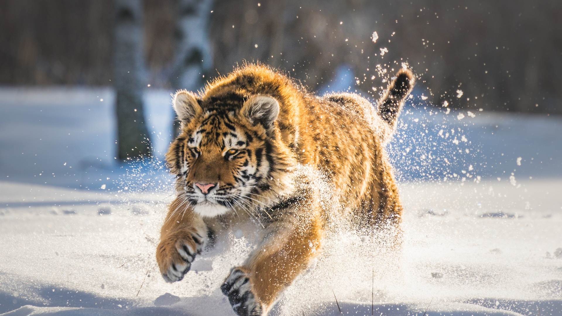 Siberian Tiger Wallpaper Hd 1080p