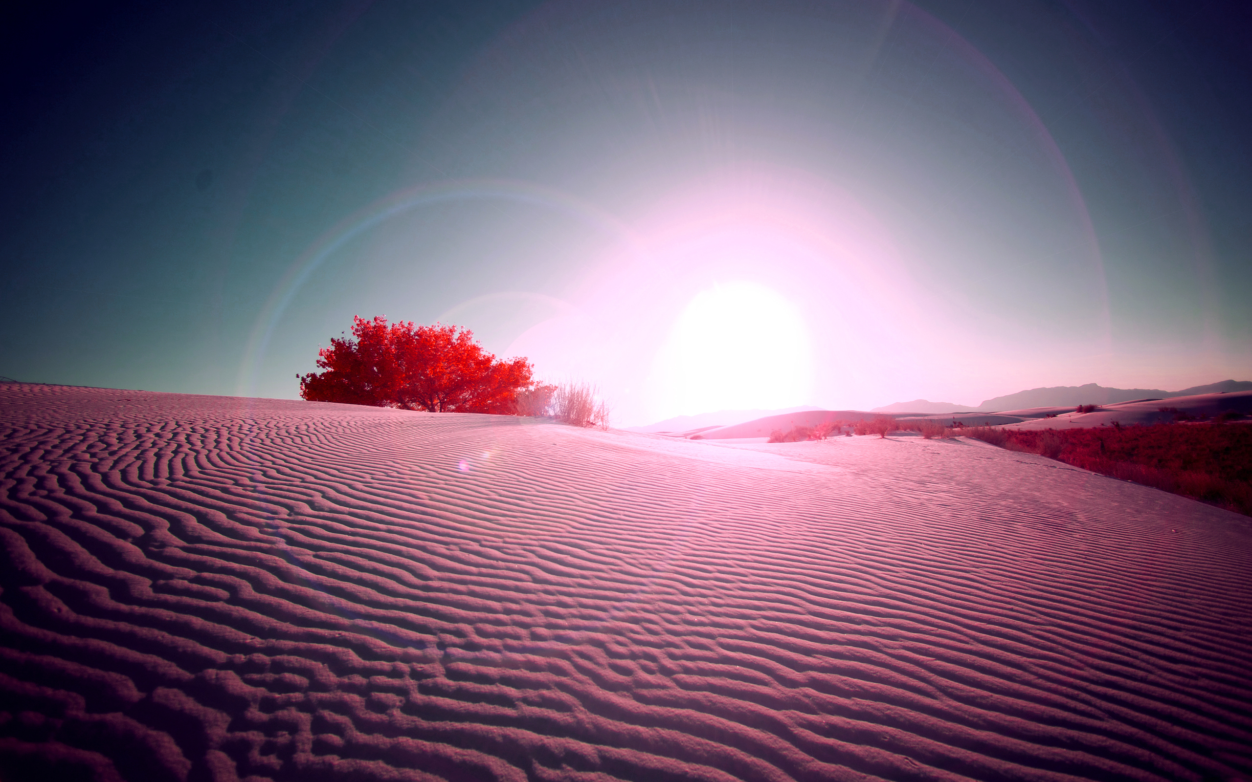 пустыня растения сонце закат скачать