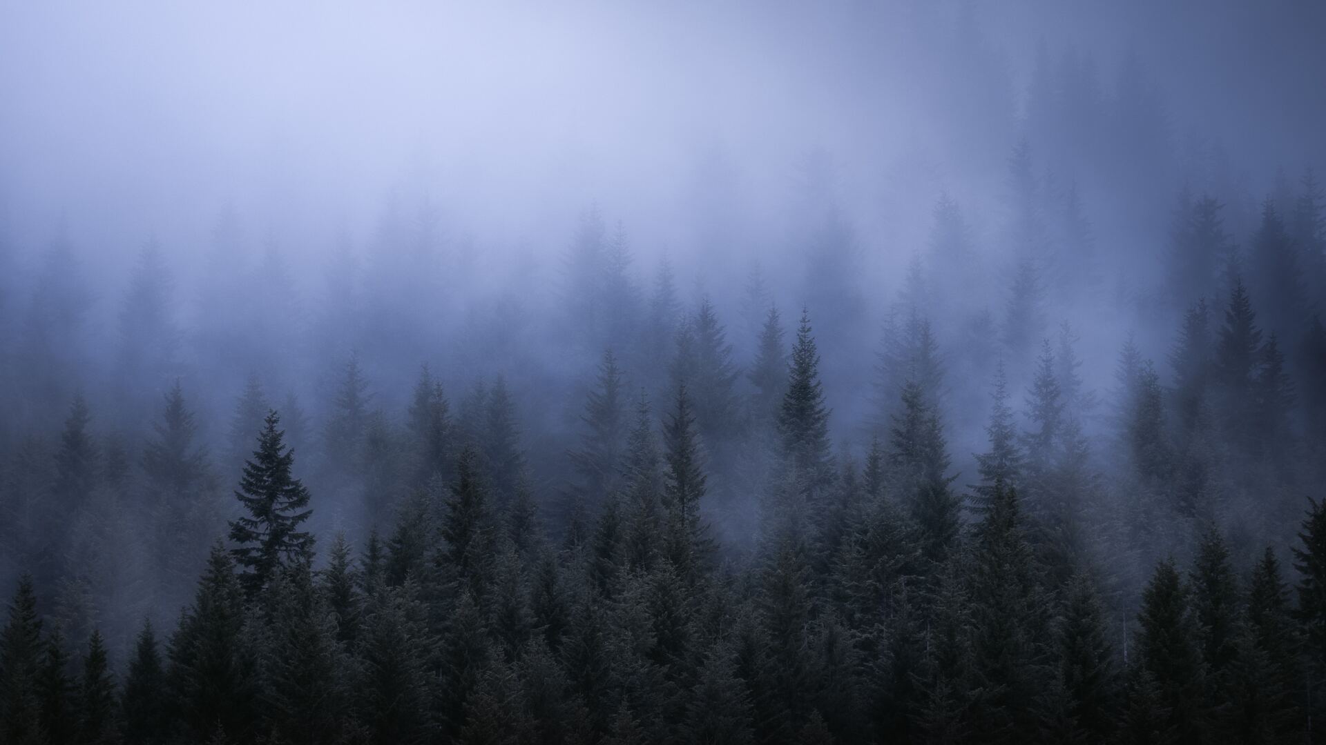 1920x1080 Fog Dark Forest Tress Landscape 5k Laptop Full ...