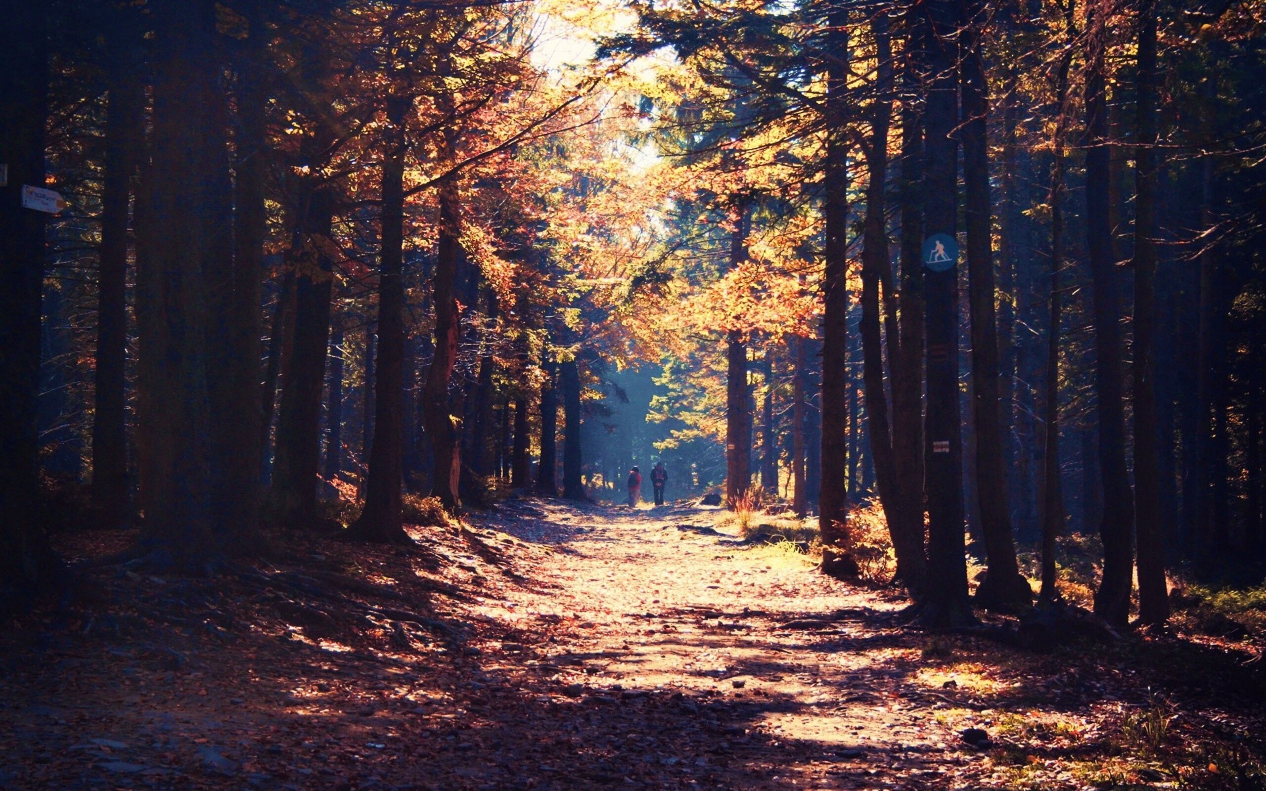 Осень лес тропа дорога без смс