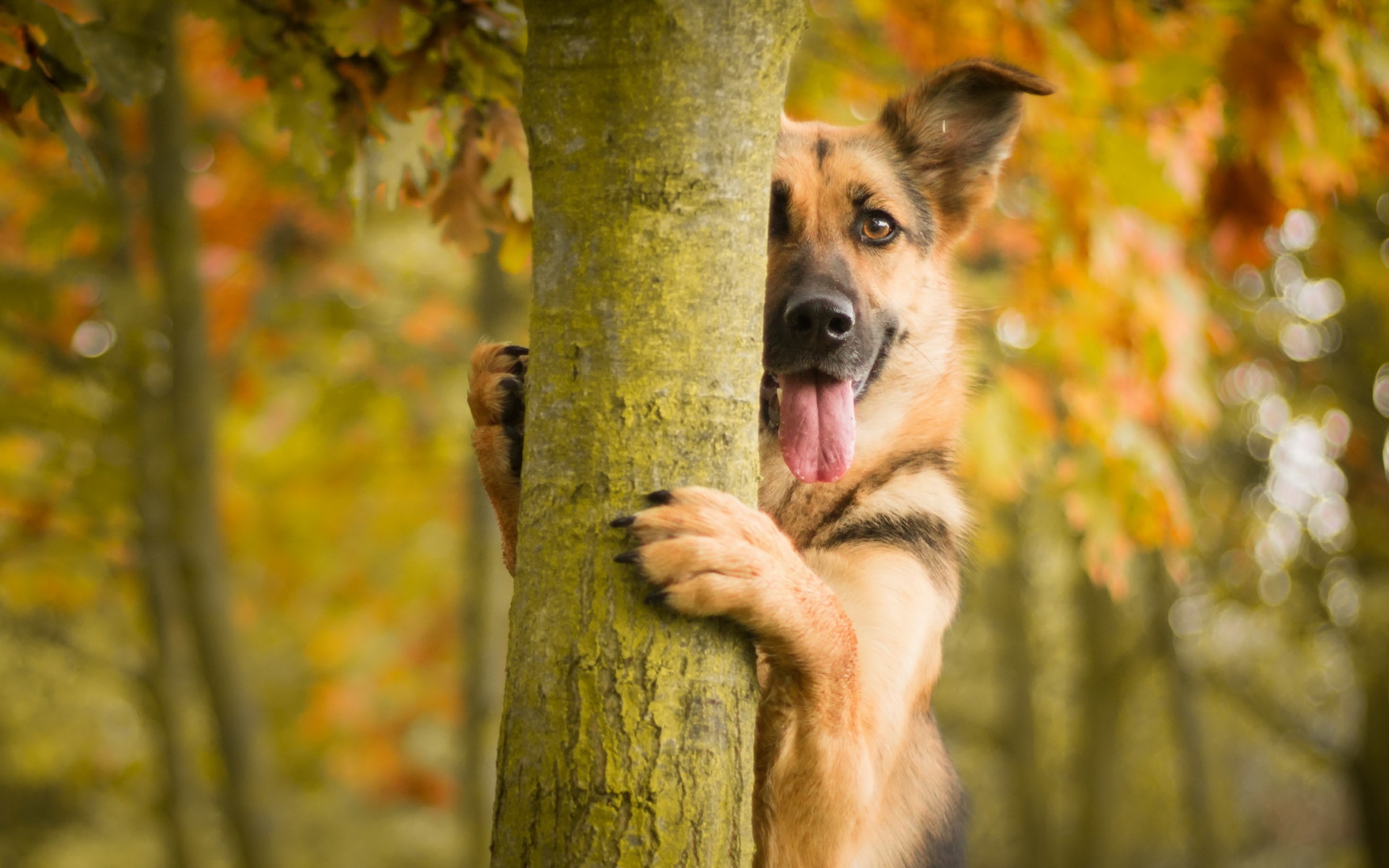 собака лес деревья без смс