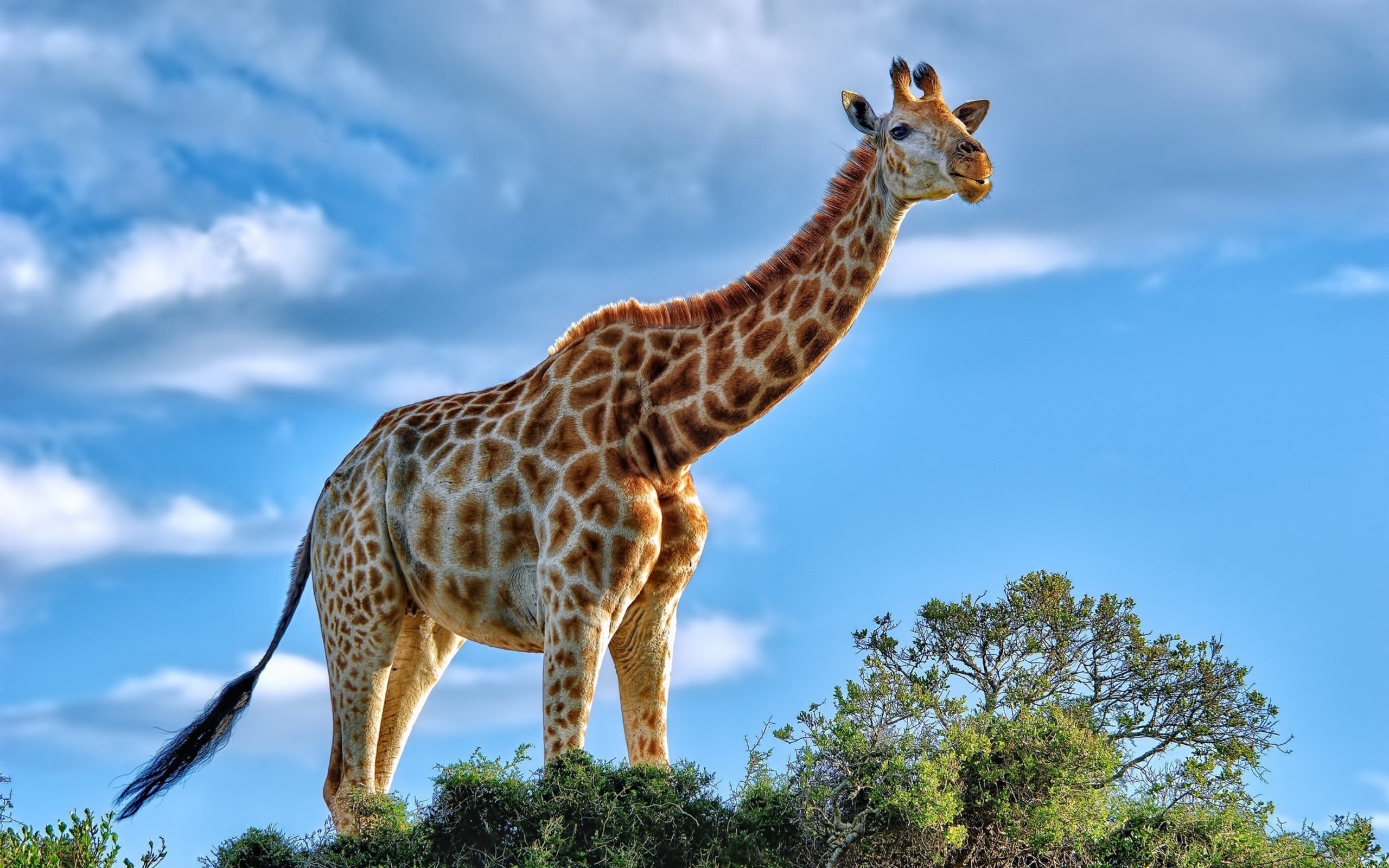 Nosey Giraffe, Africa без смс