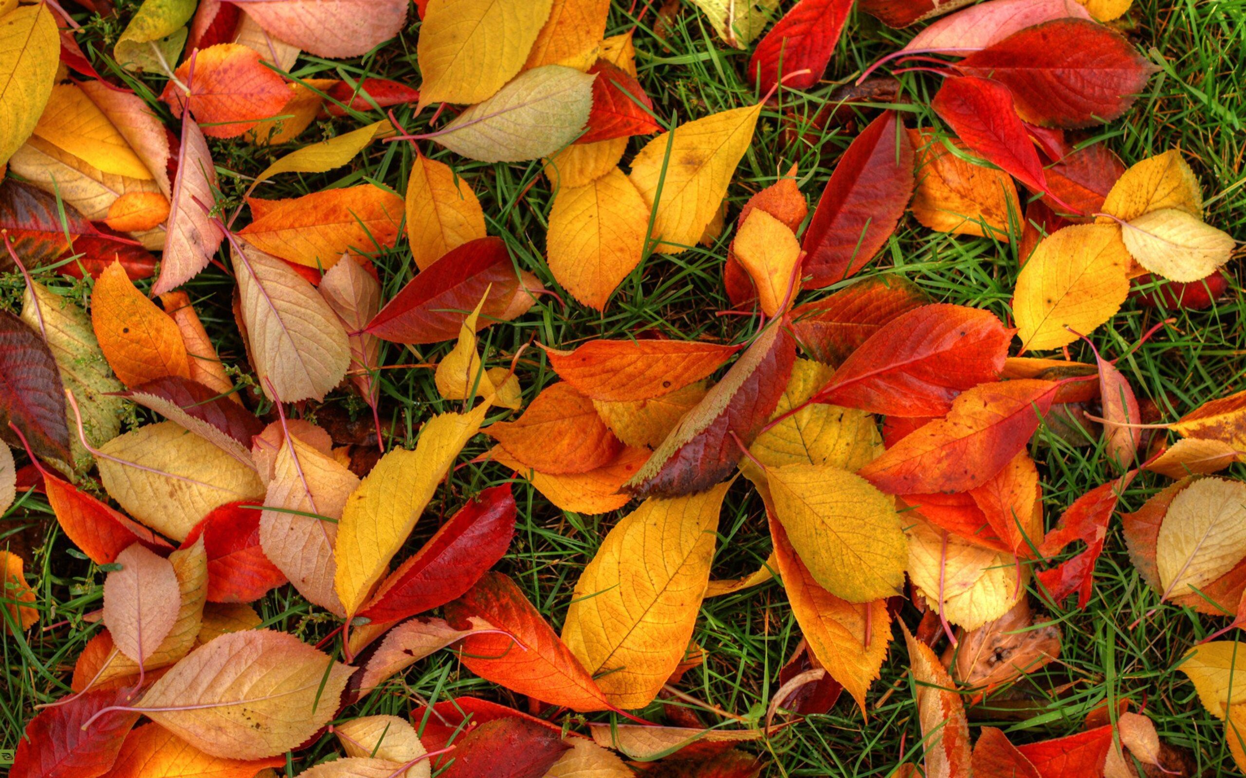 Осенние листья у россистой травы скачать