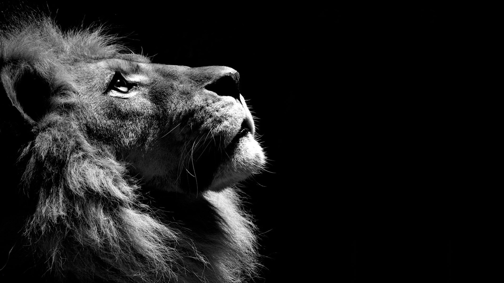 1920x1080 Lion Black And White Laptop Full Hd 1080!   p Hd 4k Wallpapers - 