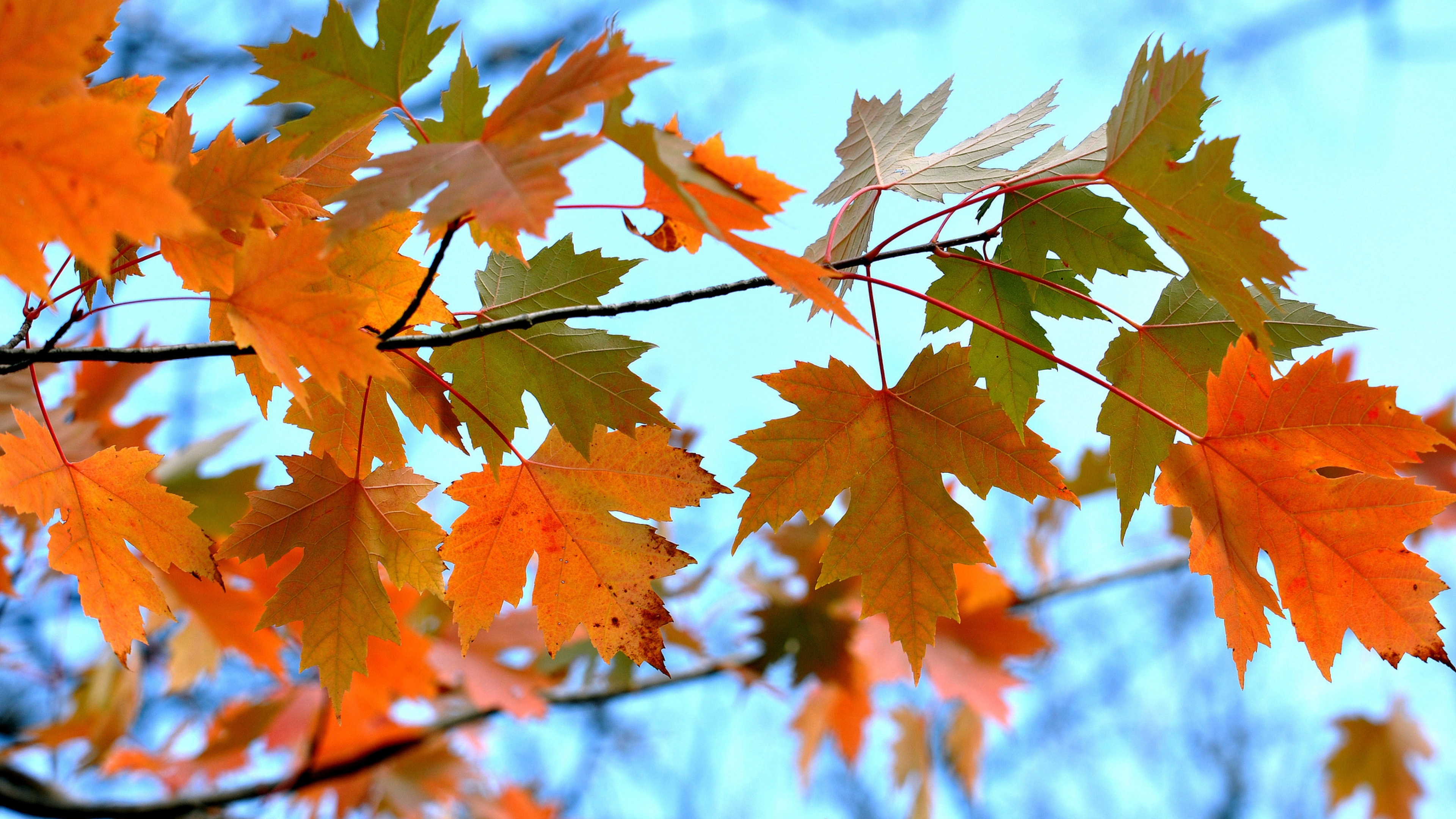 ветка осень листья бесплатно