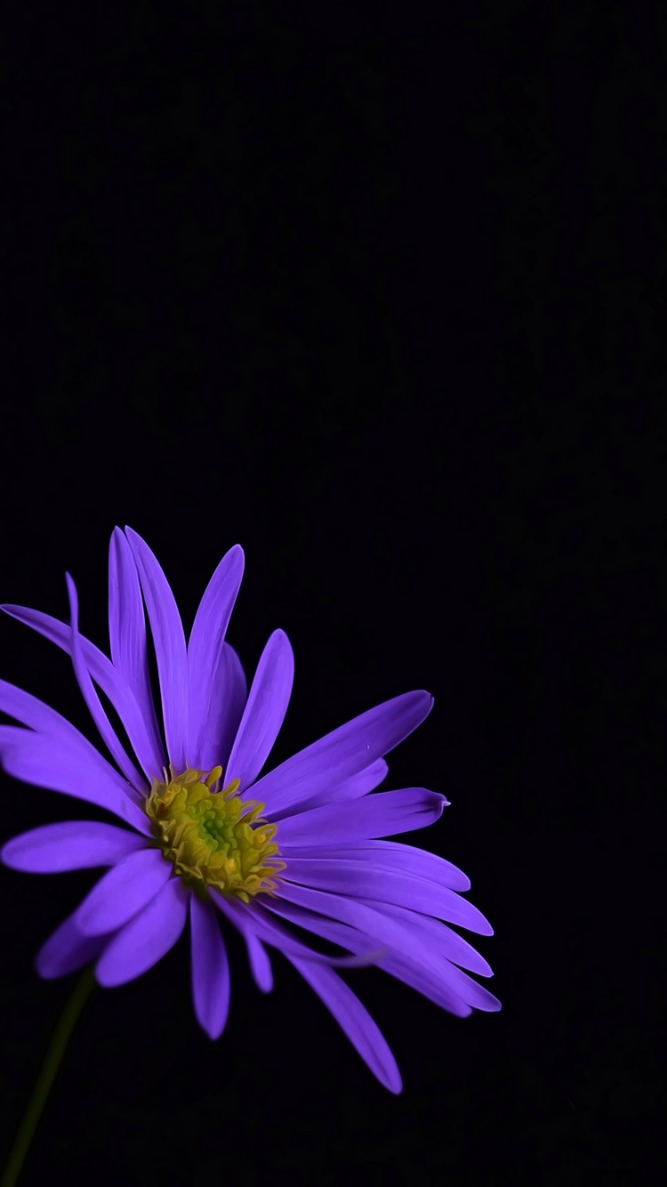 Flower Purple Background For Iphone | Mister Wallpapers