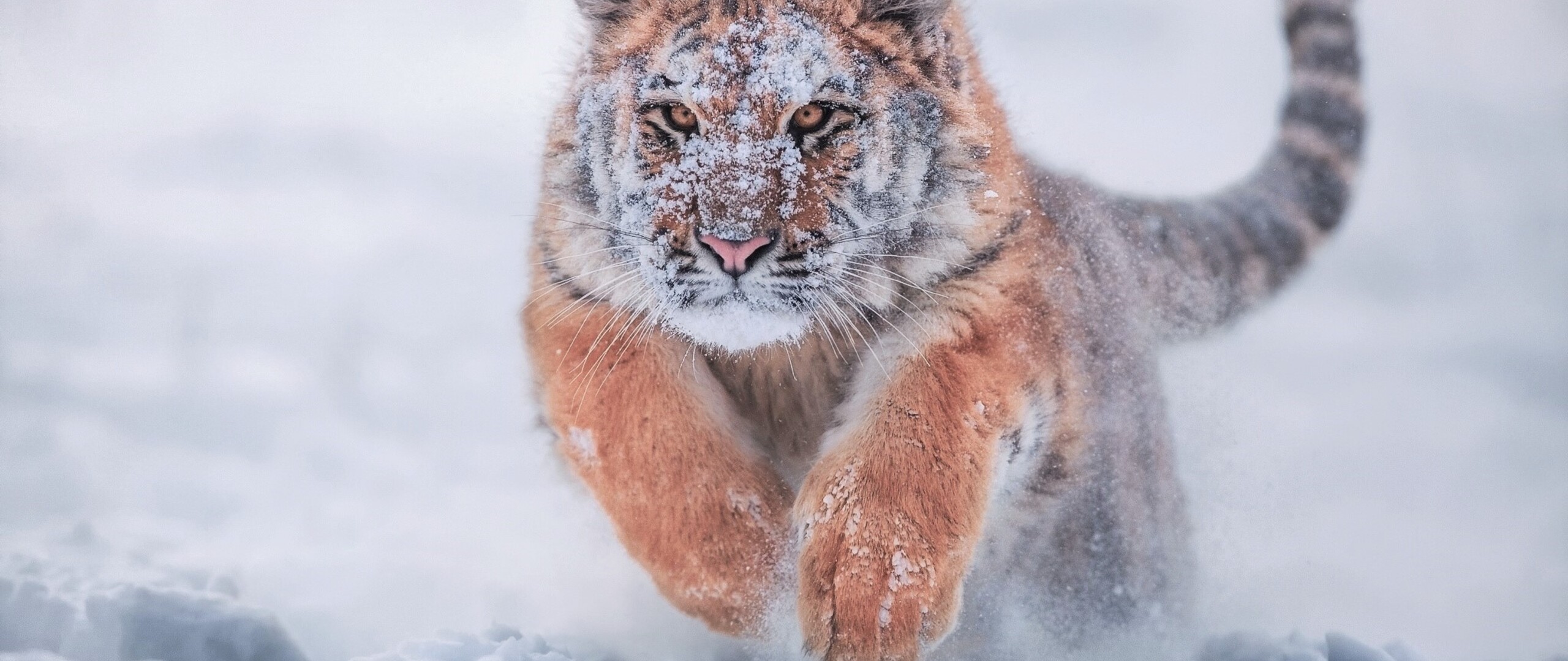 тигр на снегу скачать