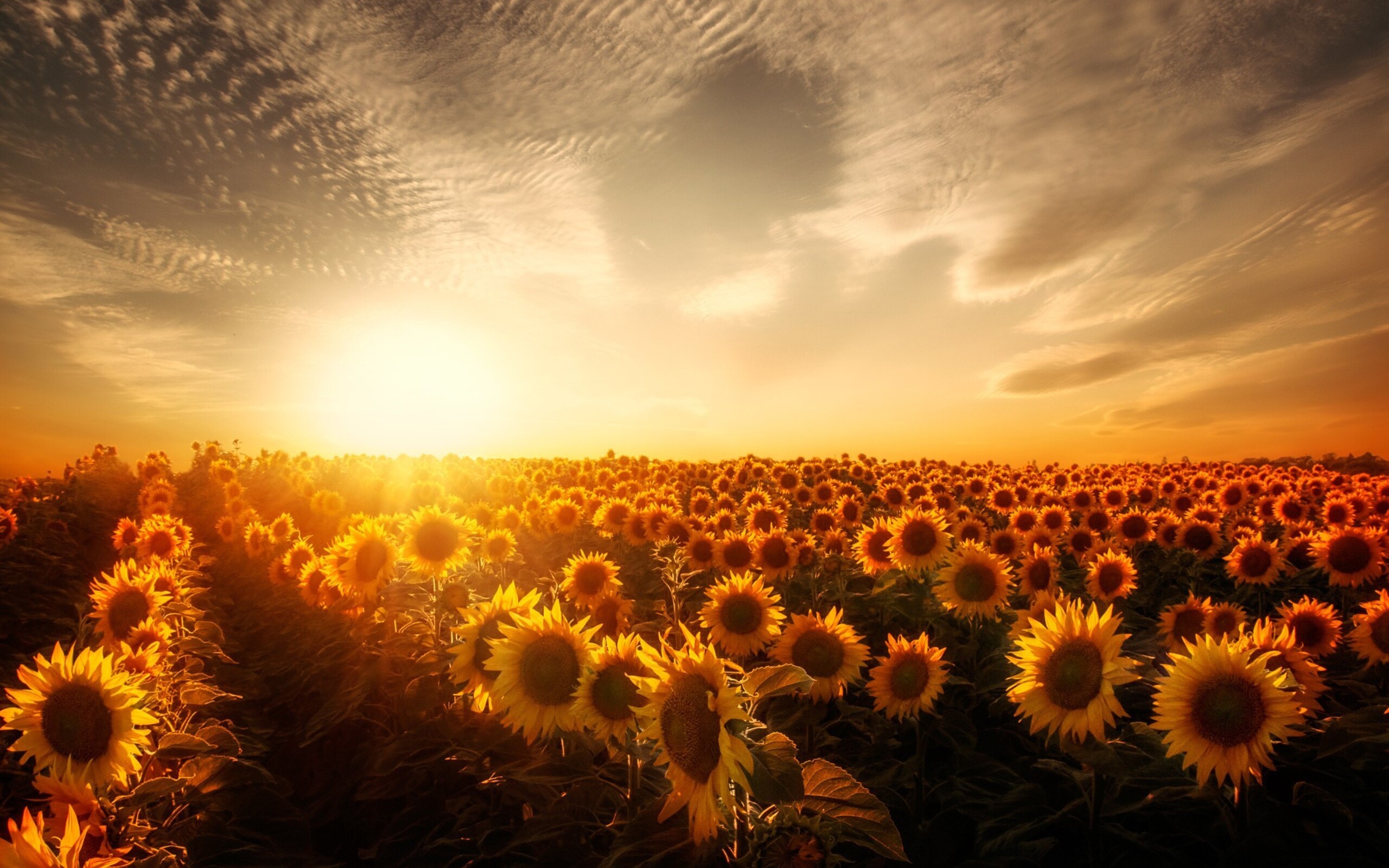 подсолнухи поле закат sunflowers field sunset бесплатно