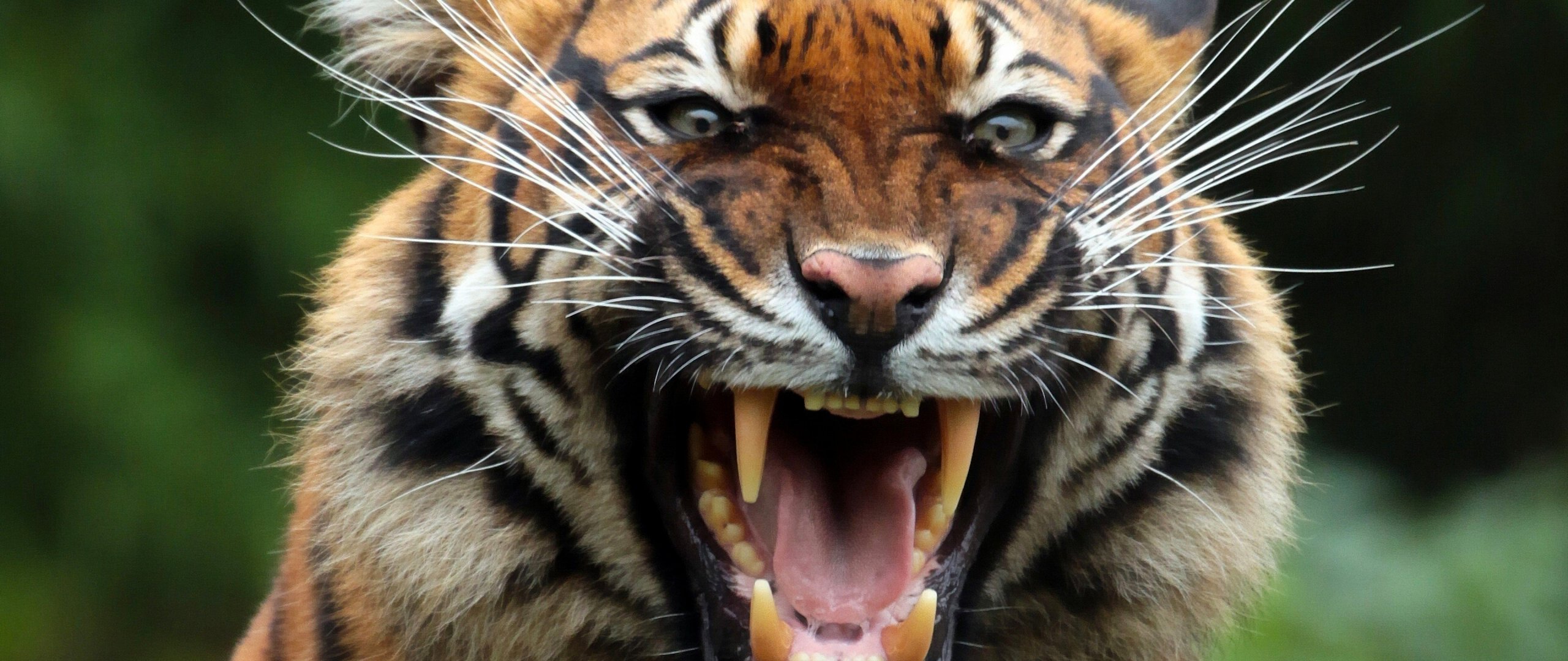 тигр оскал хищник скачать