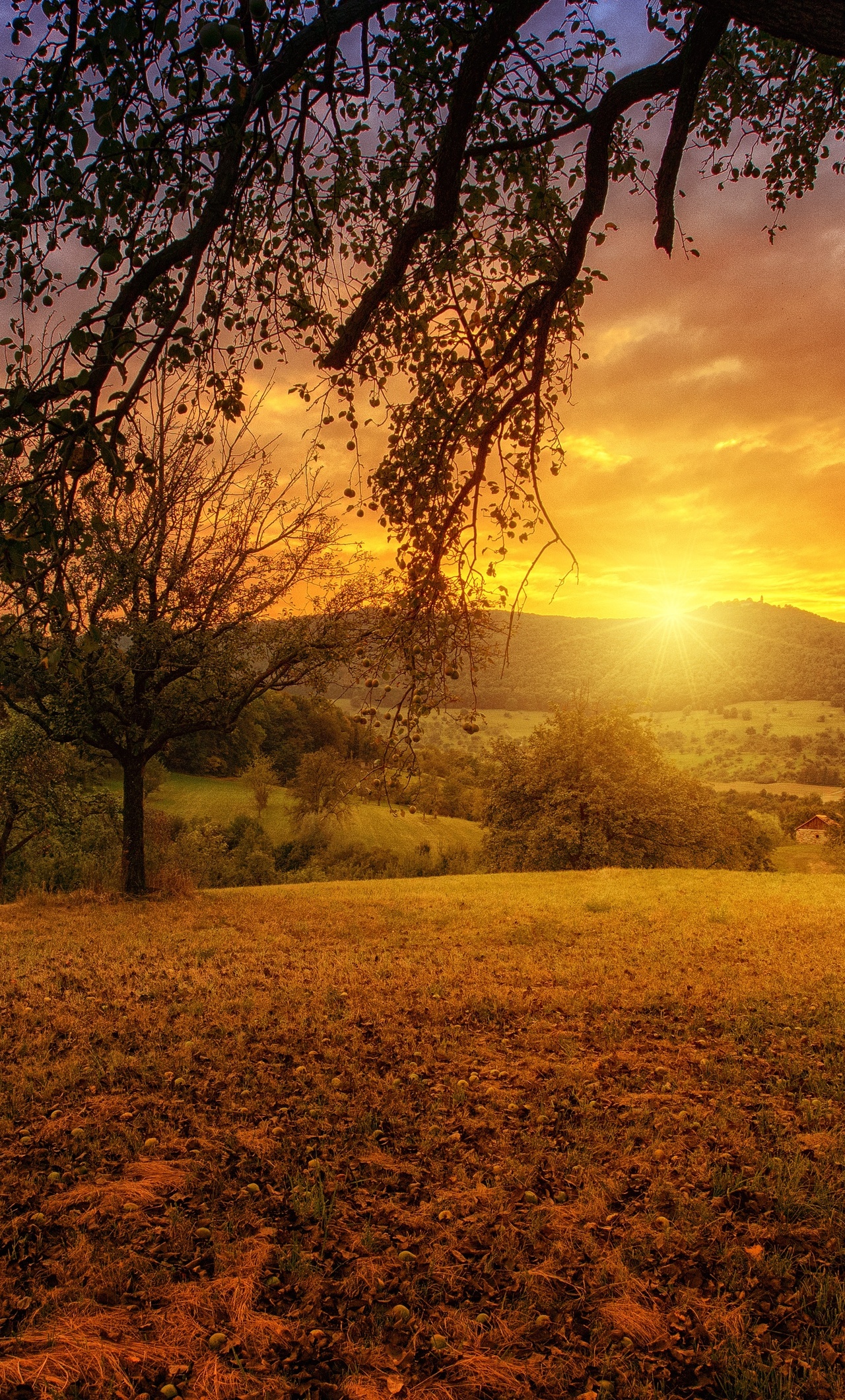 1280x2120 Tree Sun Aesthetic  Dawn Landscape Panorama 