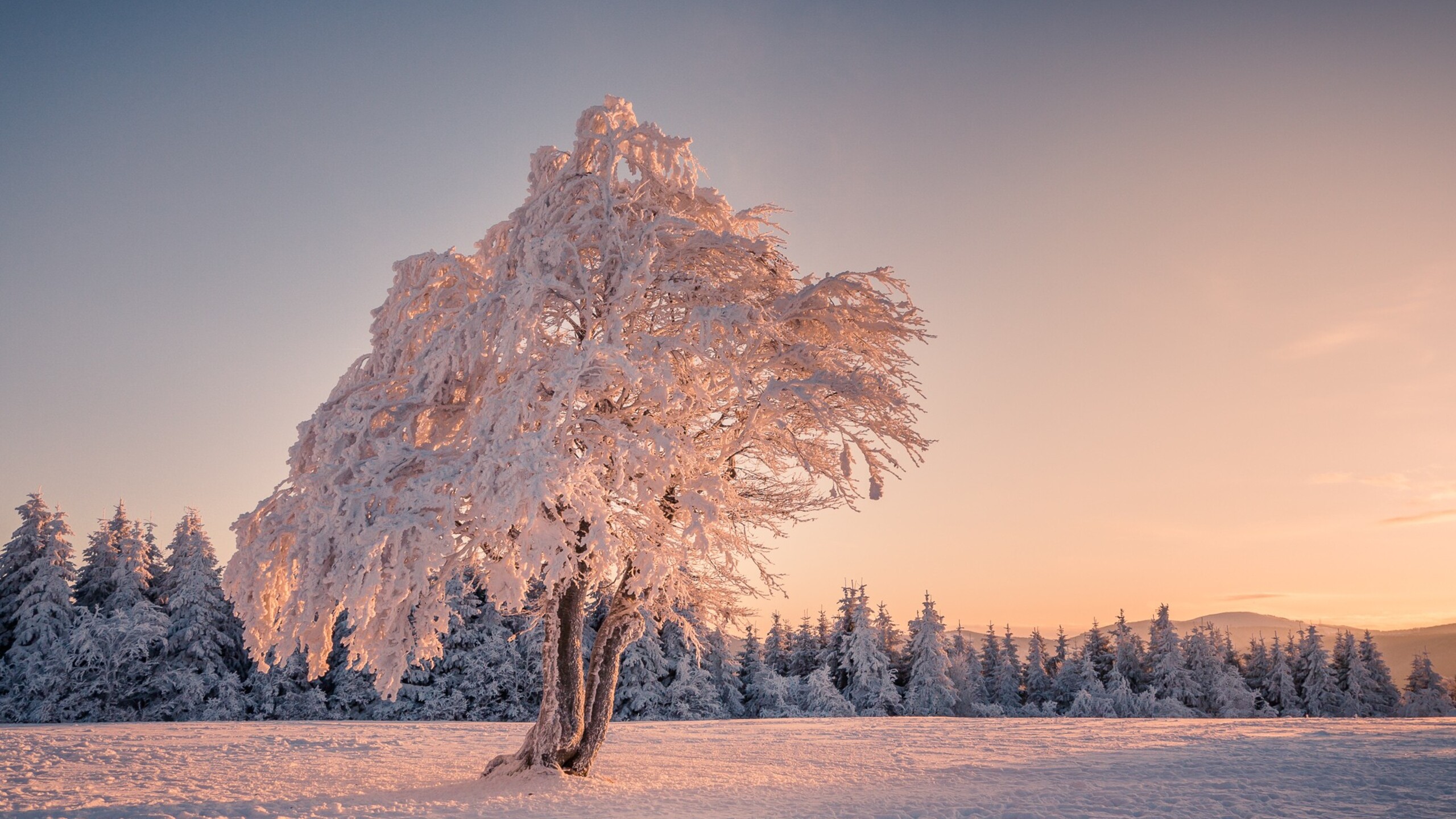 деревья снег зима trees snow winter загрузить