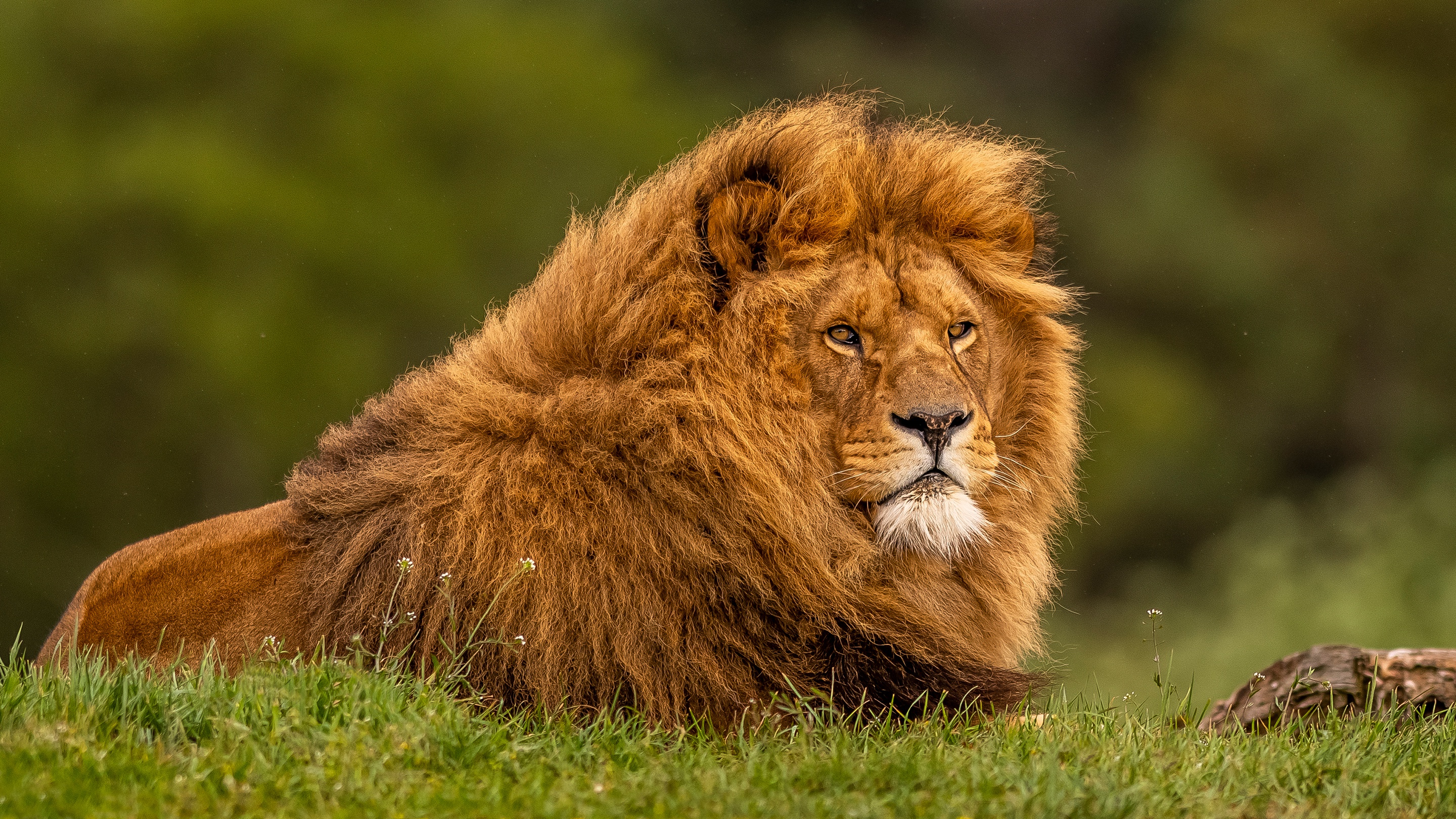 Adult Lion, HD Animals, 4k Wallpapers, Images, Backgrounds, Photos and