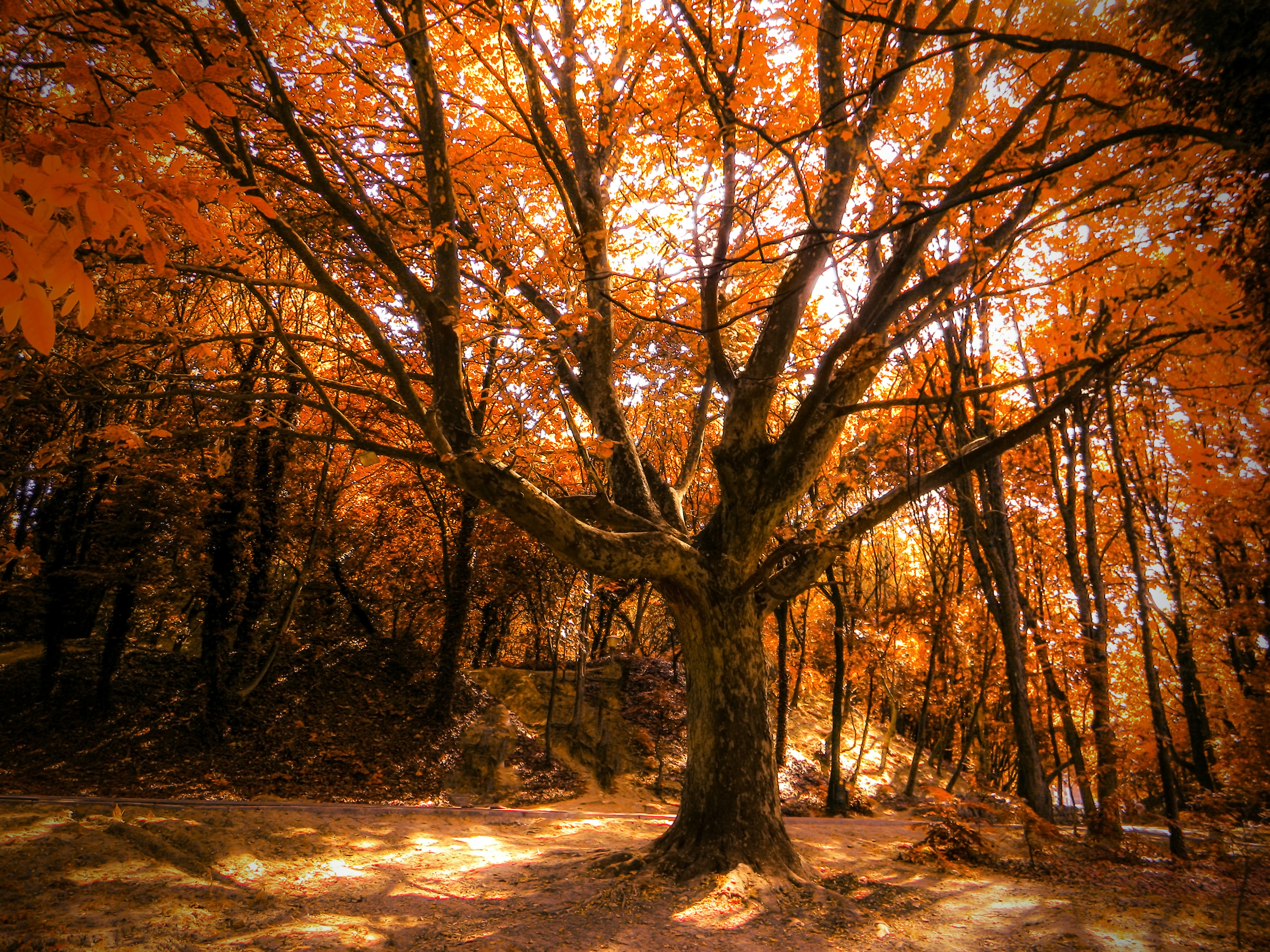 Autumn Tree  4k  HD Nature 4k  Wallpapers  Images 
