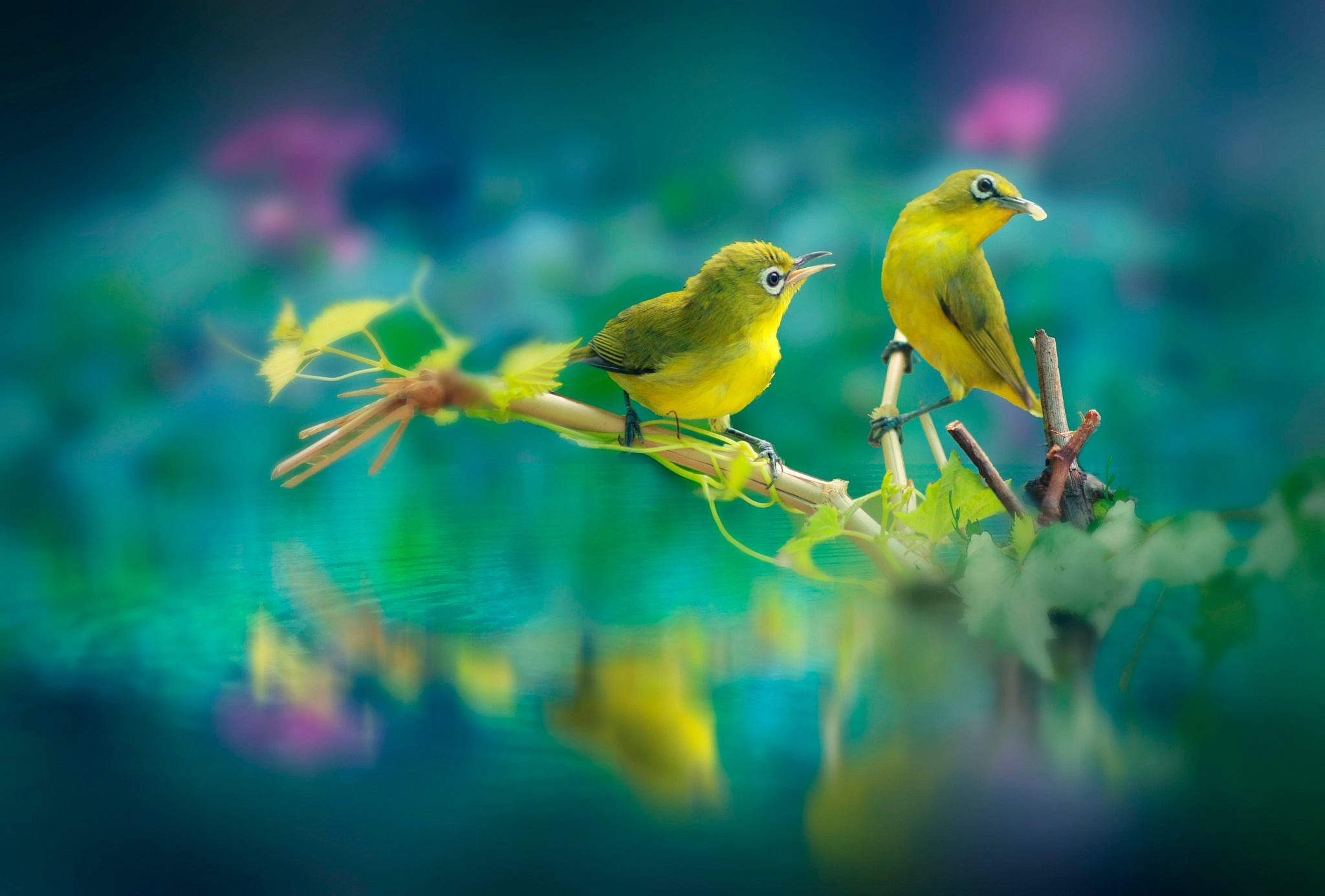 2048x1152 Beautiful Birds 2048x1152 Resolution HD 4k Wallpapers, Images
