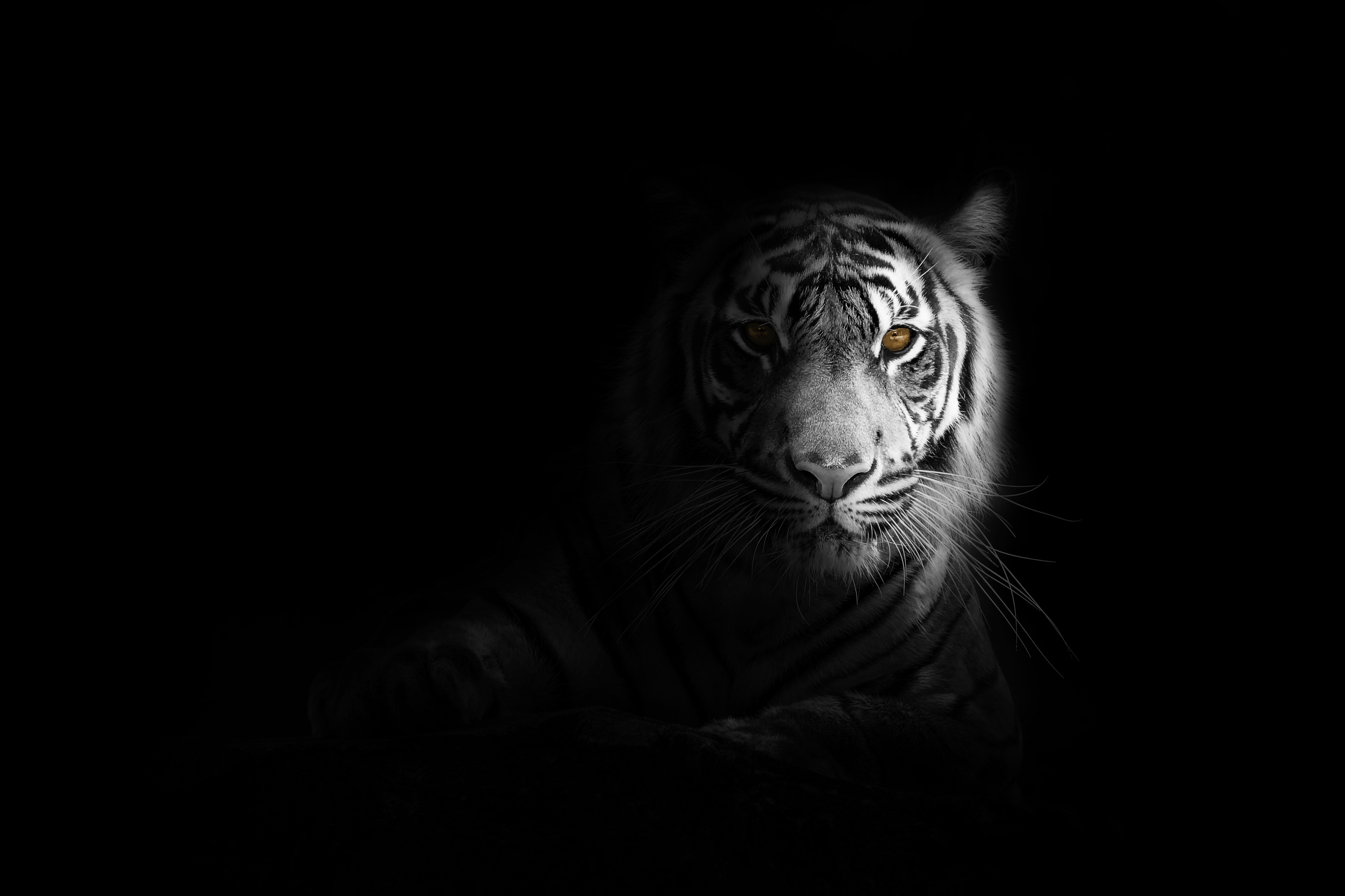 Big Cat Tiger 4k, HD Animals, 4k Wallpapers, Images, Backgrounds