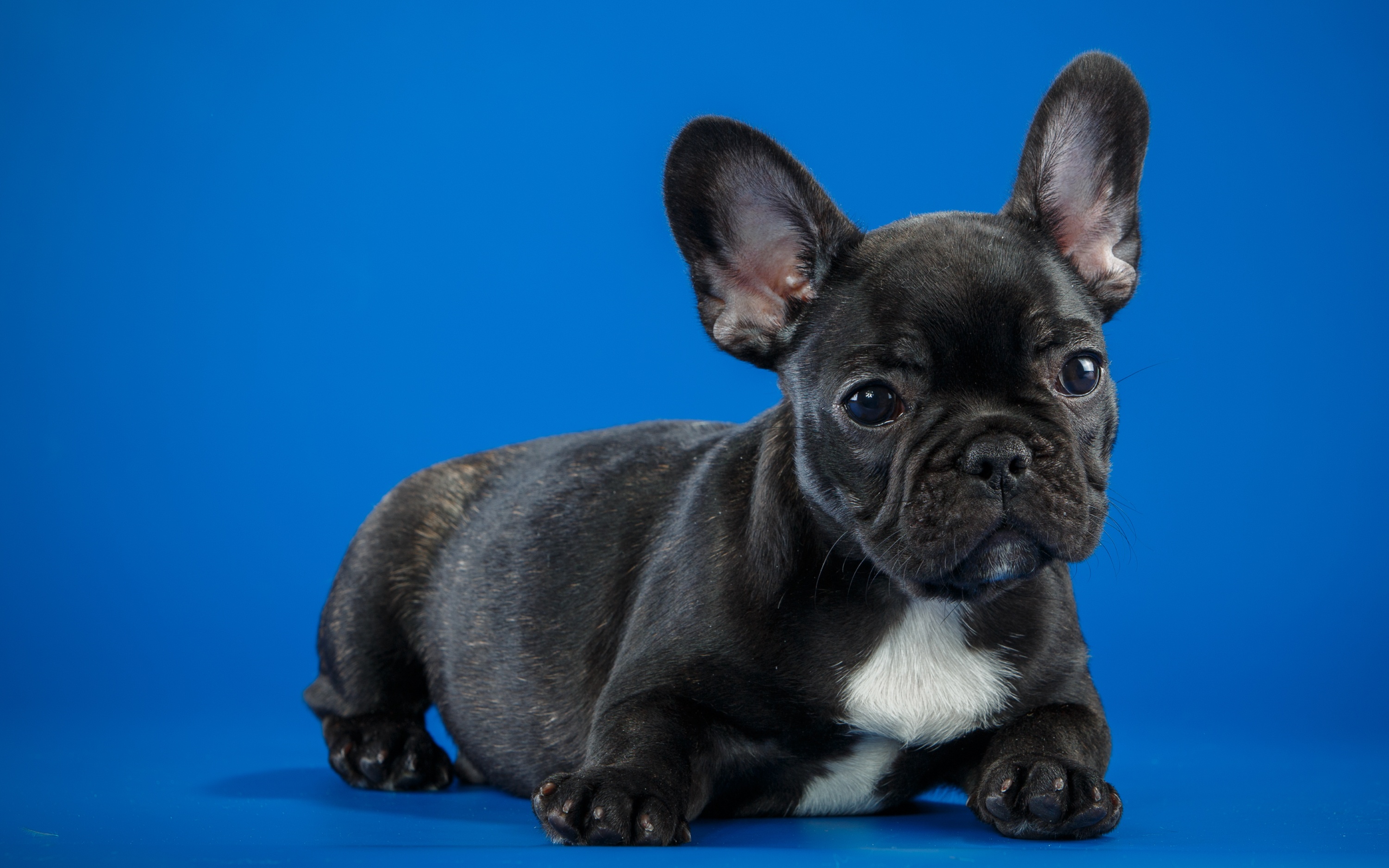 Black French Bulldog Cute Puppy, HD Animals, 4k Wallpapers