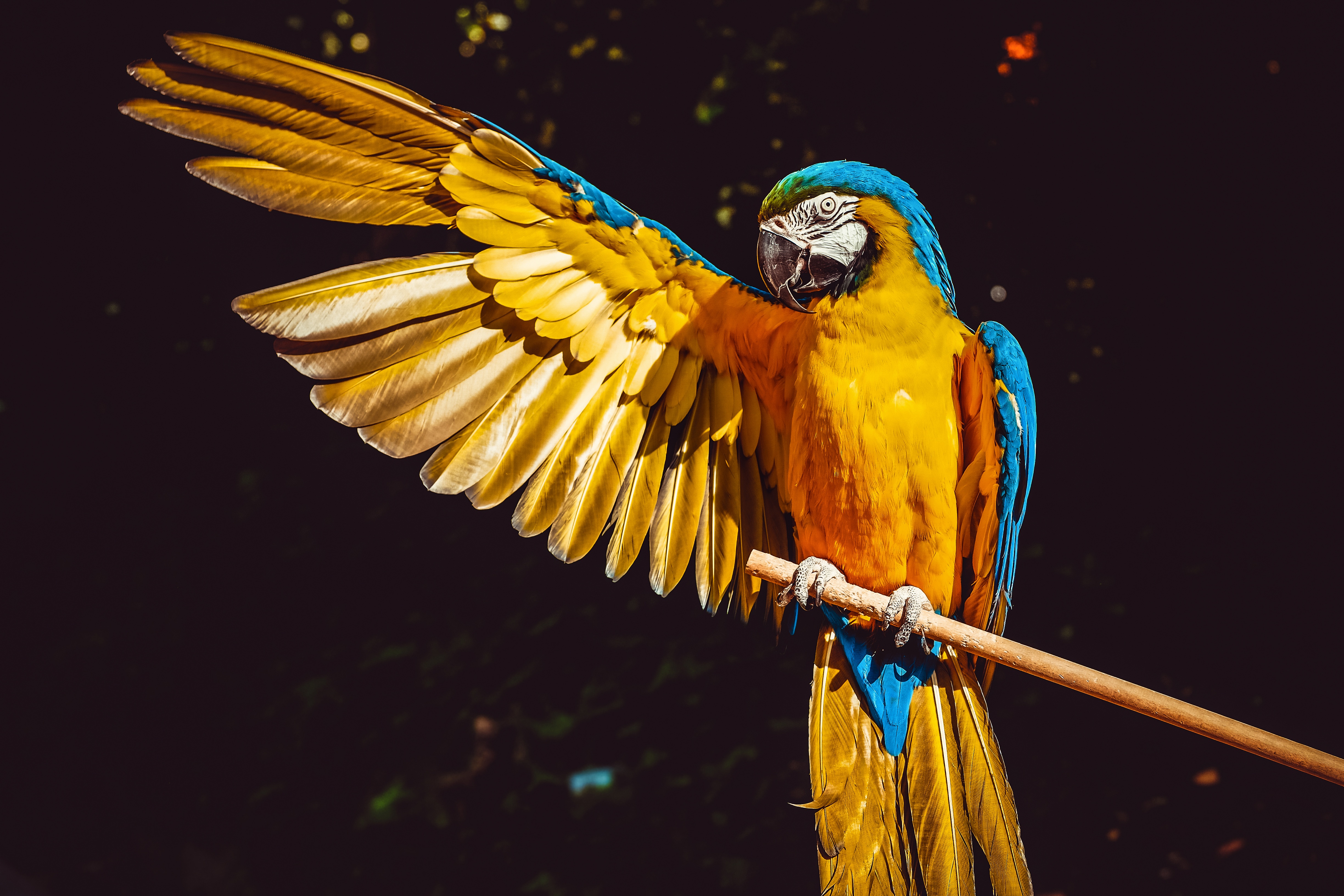 Blue And Yellow Macaw 5k Hd Birds 4k Wallpapers Images Backgrounds
